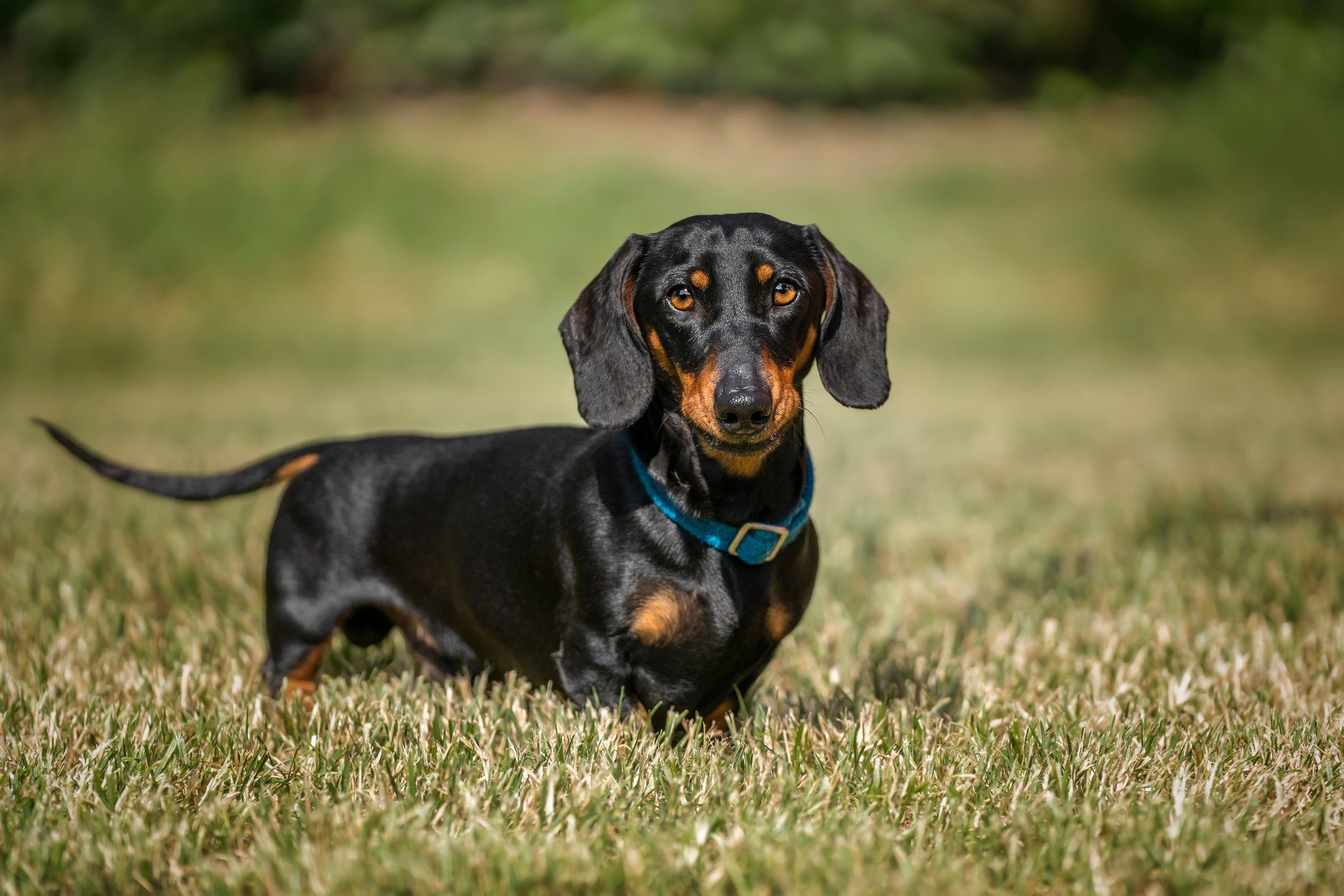 O Dachshund é uma das raças de cachorro pequeno mais amáveis