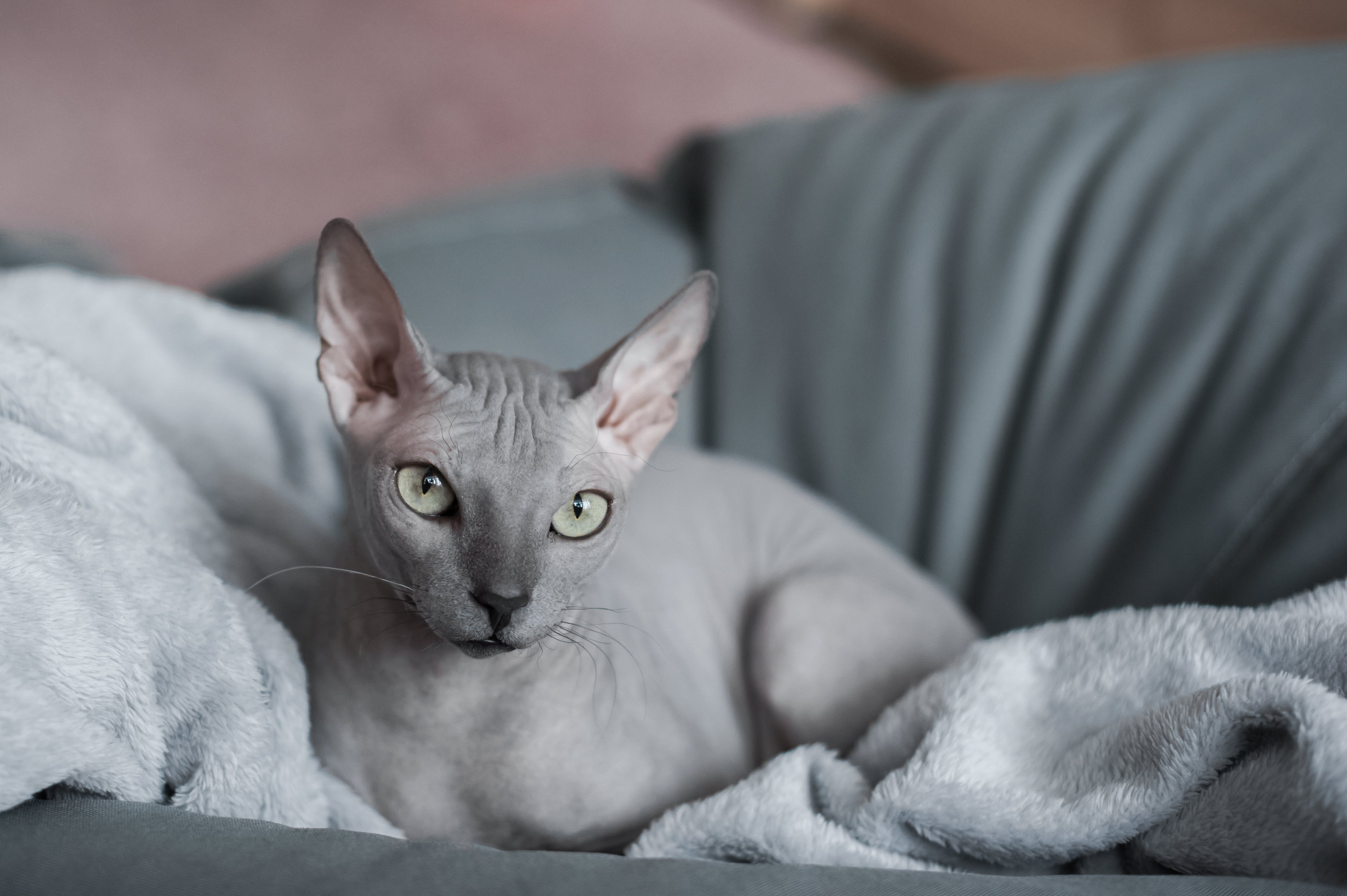 O Sphynx é uma das raças de gato mais exóticas