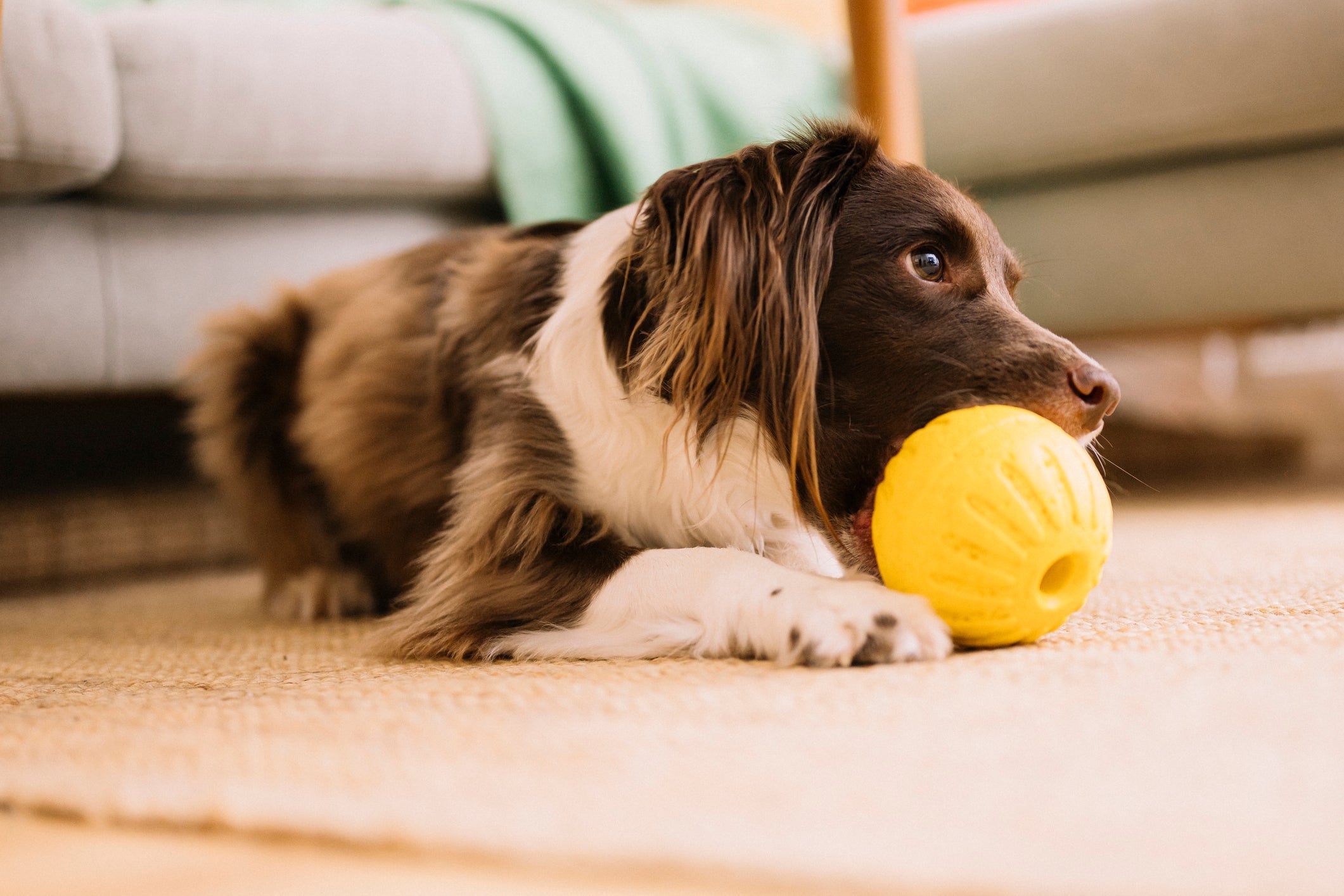 As bolinhas recheáveis são um dos melhores brinquedos para cachorros que ficam sozinhos