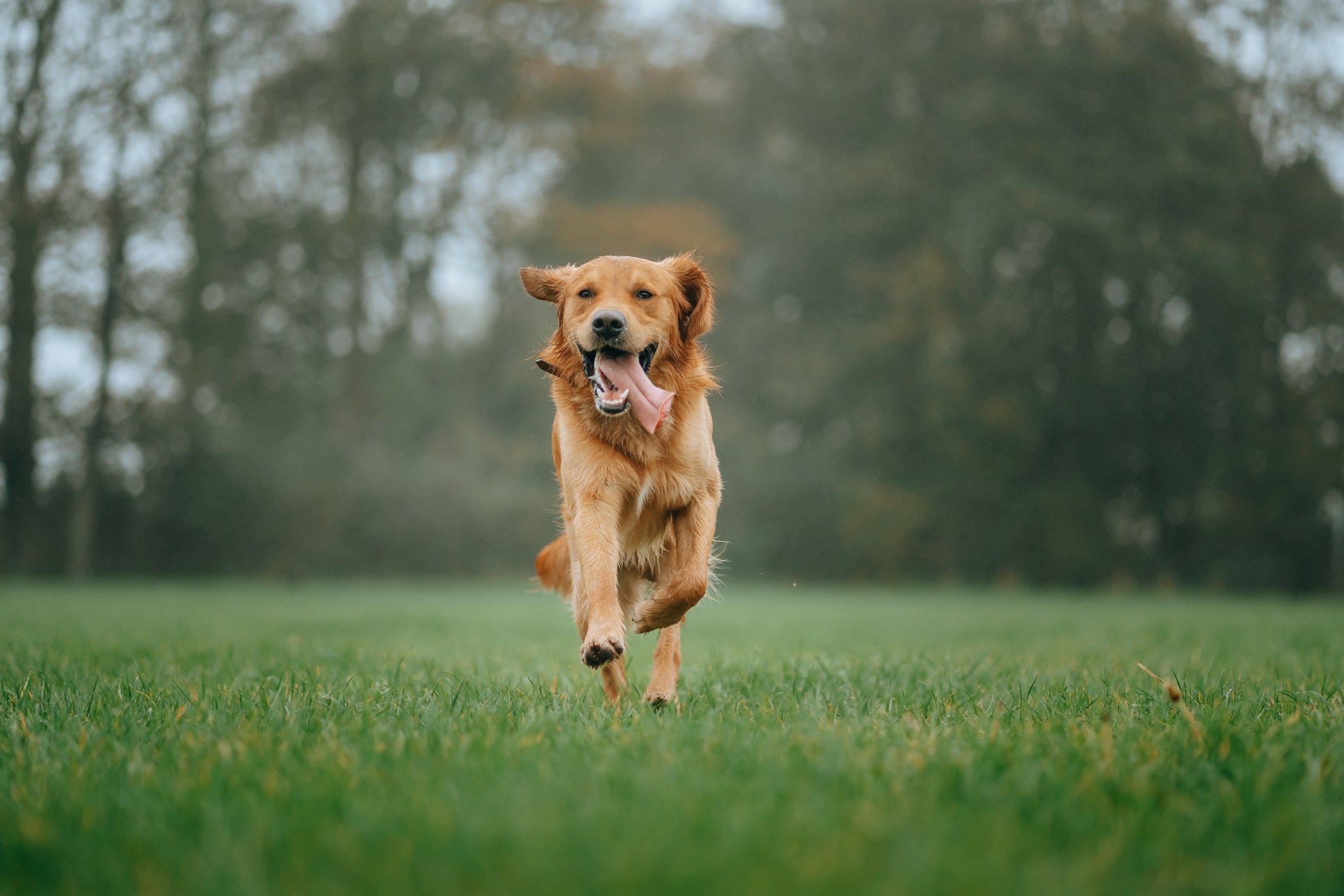 O Golden Retriever é agitado, mas costuma ter facilidade de aprendizado