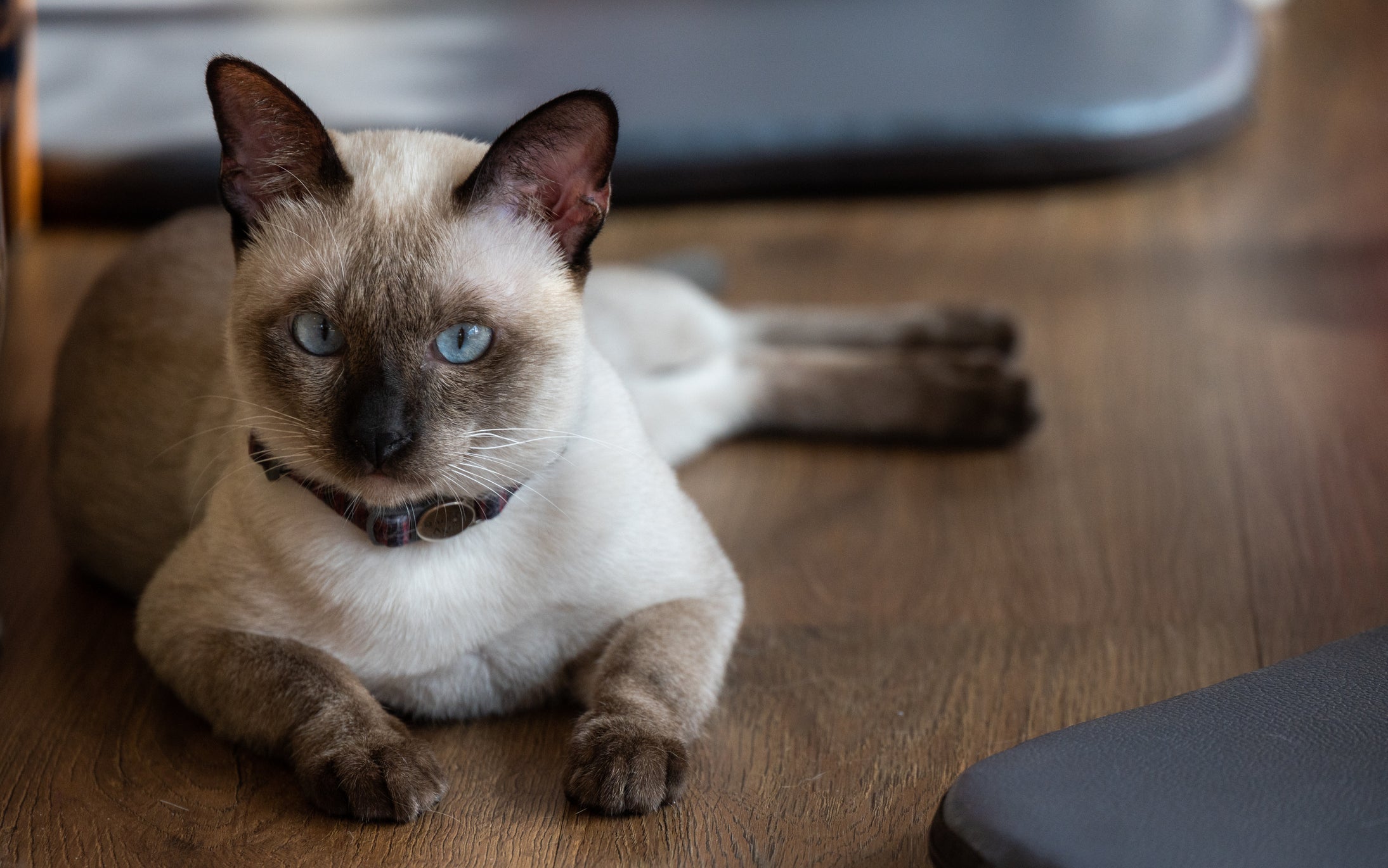 Um gato de raça apresenta características padronizadas