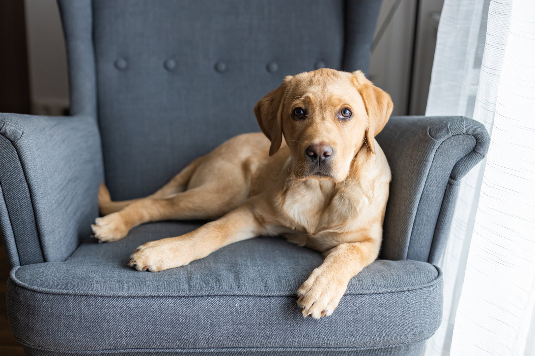 O Labrador é uma das raças de cachorro mais pacientes