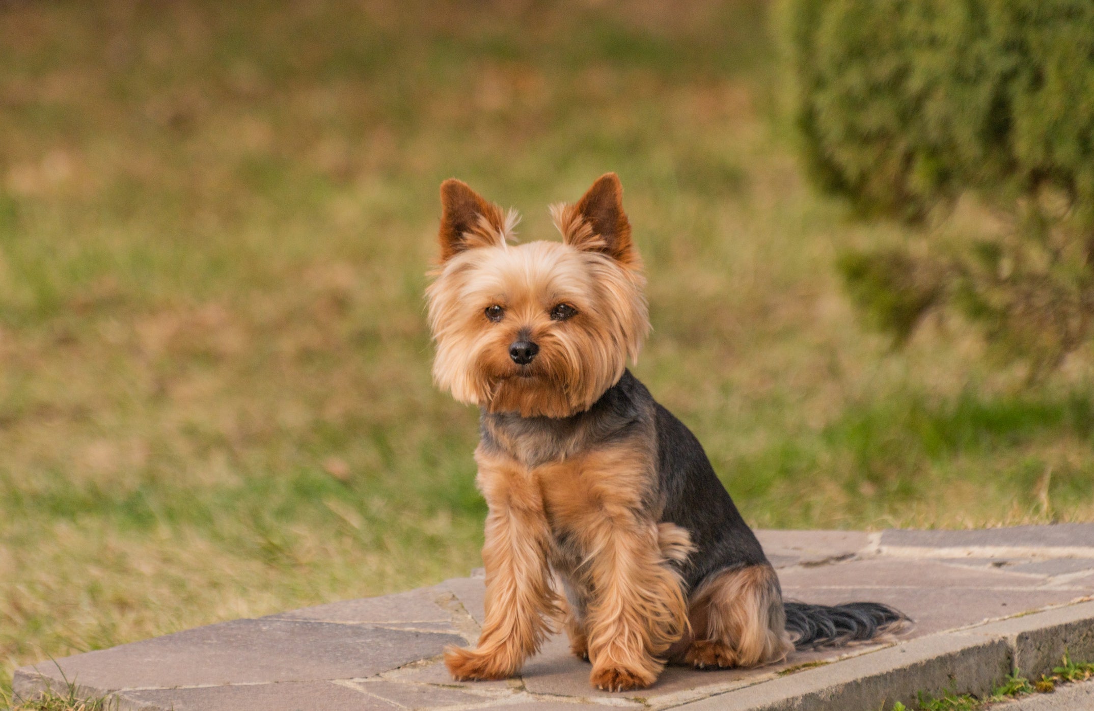 O Yorkshire é um cachorro pequeno determinado que gosta de agradar a família 