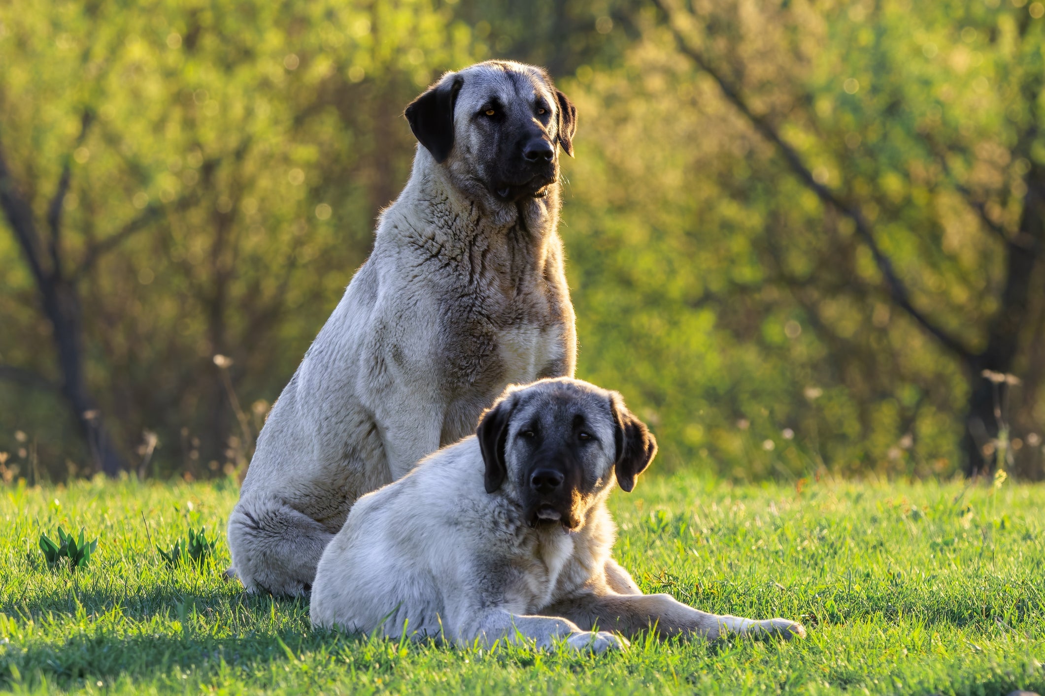 O Kangal é considerado um dos cachorros mais perigosos do mundo devido à forte mordida