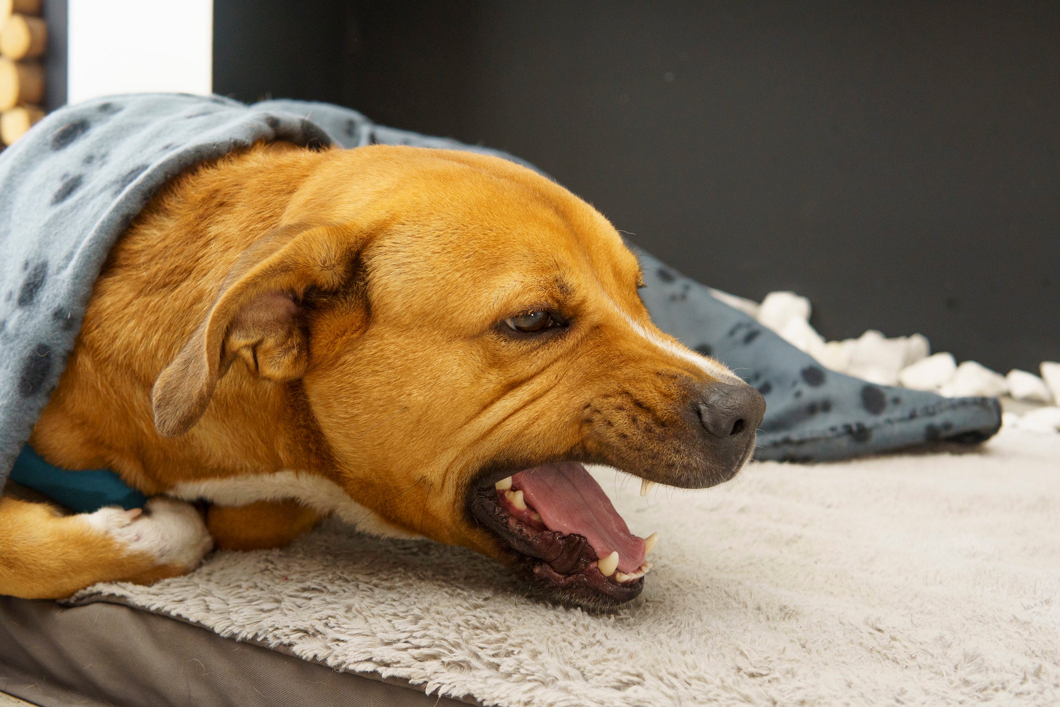 As causas da tosse de cachorro podem ser várias, como engasgos e problemas cardíacos 