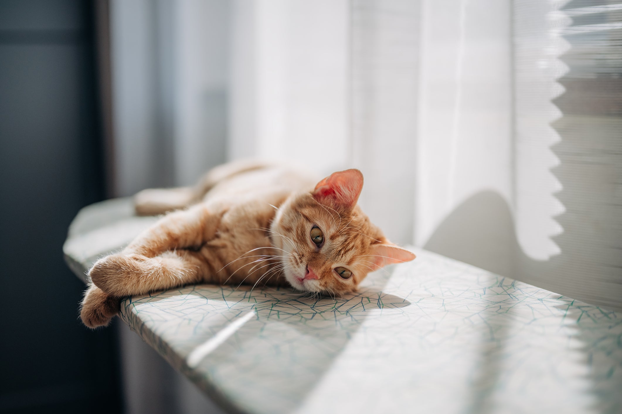 Além do gato emagrecendo, outros sintomas podem indicar DRC