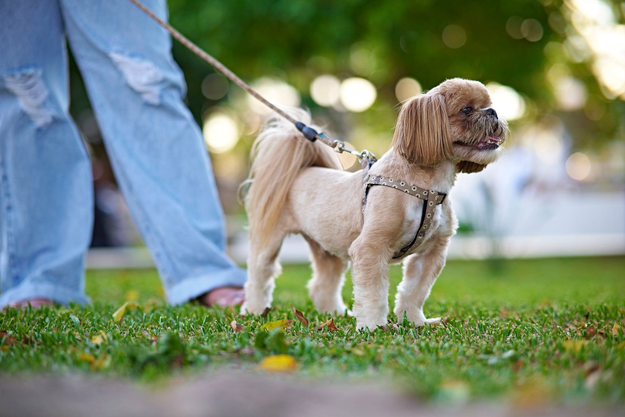 Passear com cachorro  é uma prática que traz uma série de benefícios para o animal
