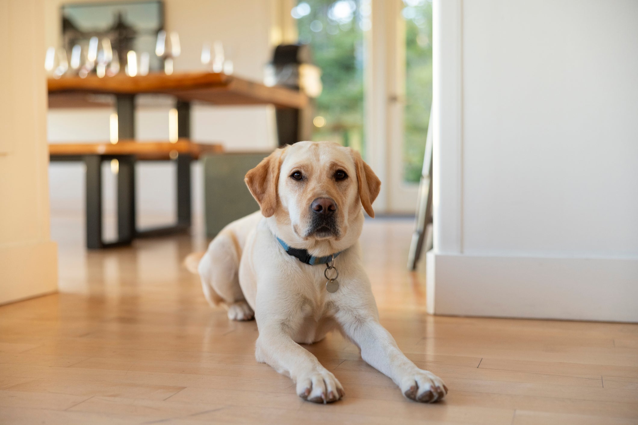 O Labrador é uma das raças de cachorro mais conhecidas no mundo todo