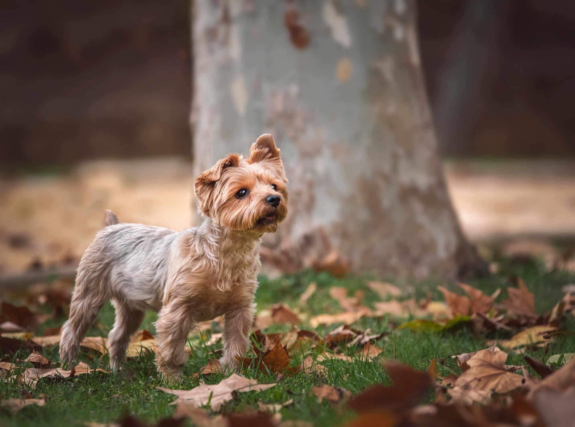 O Yorkshire é uma das raças de cachorro pequeno que adora brincar