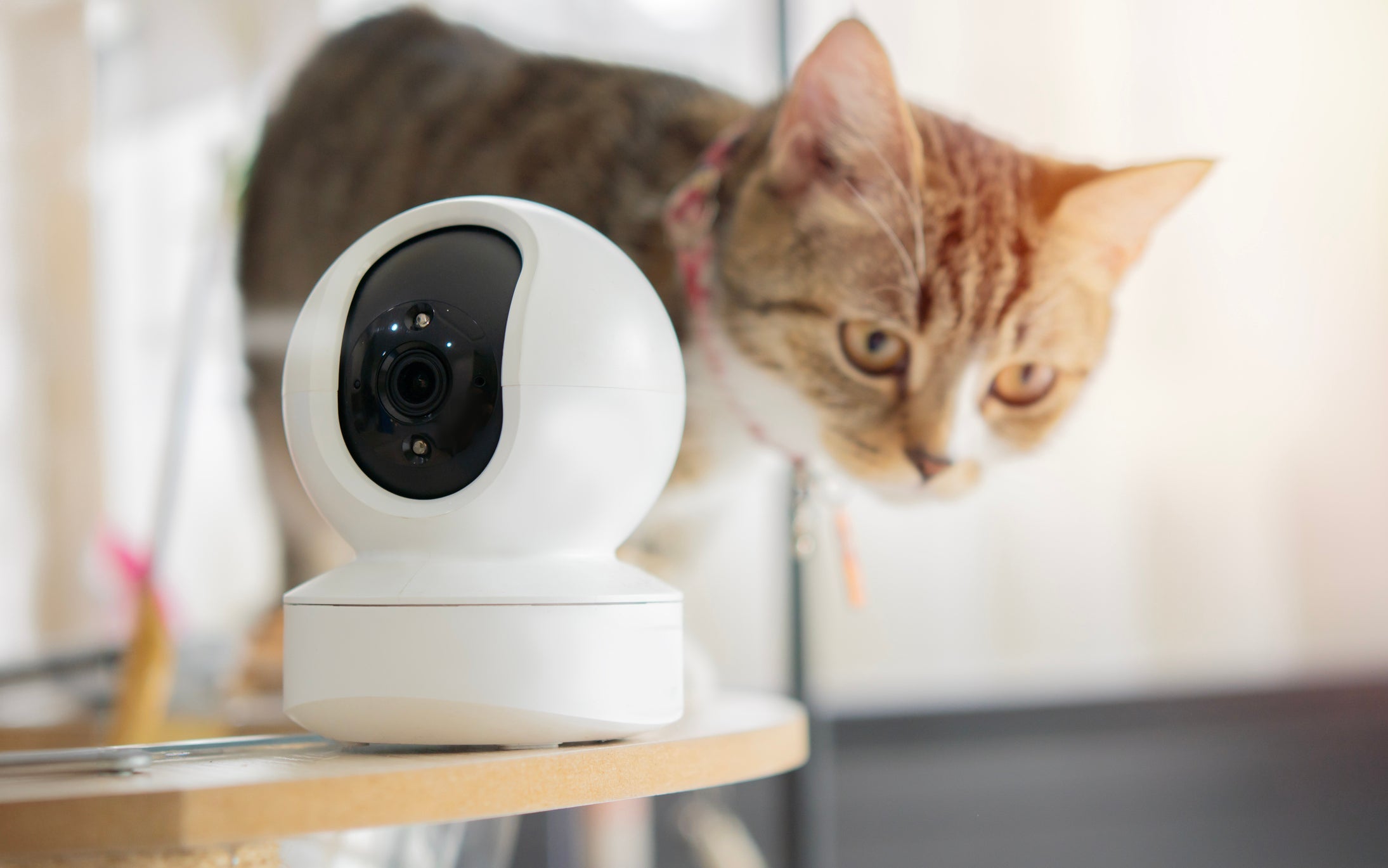 A câmera pet é um gadget super útil para acompanhar o gato no dia a dia