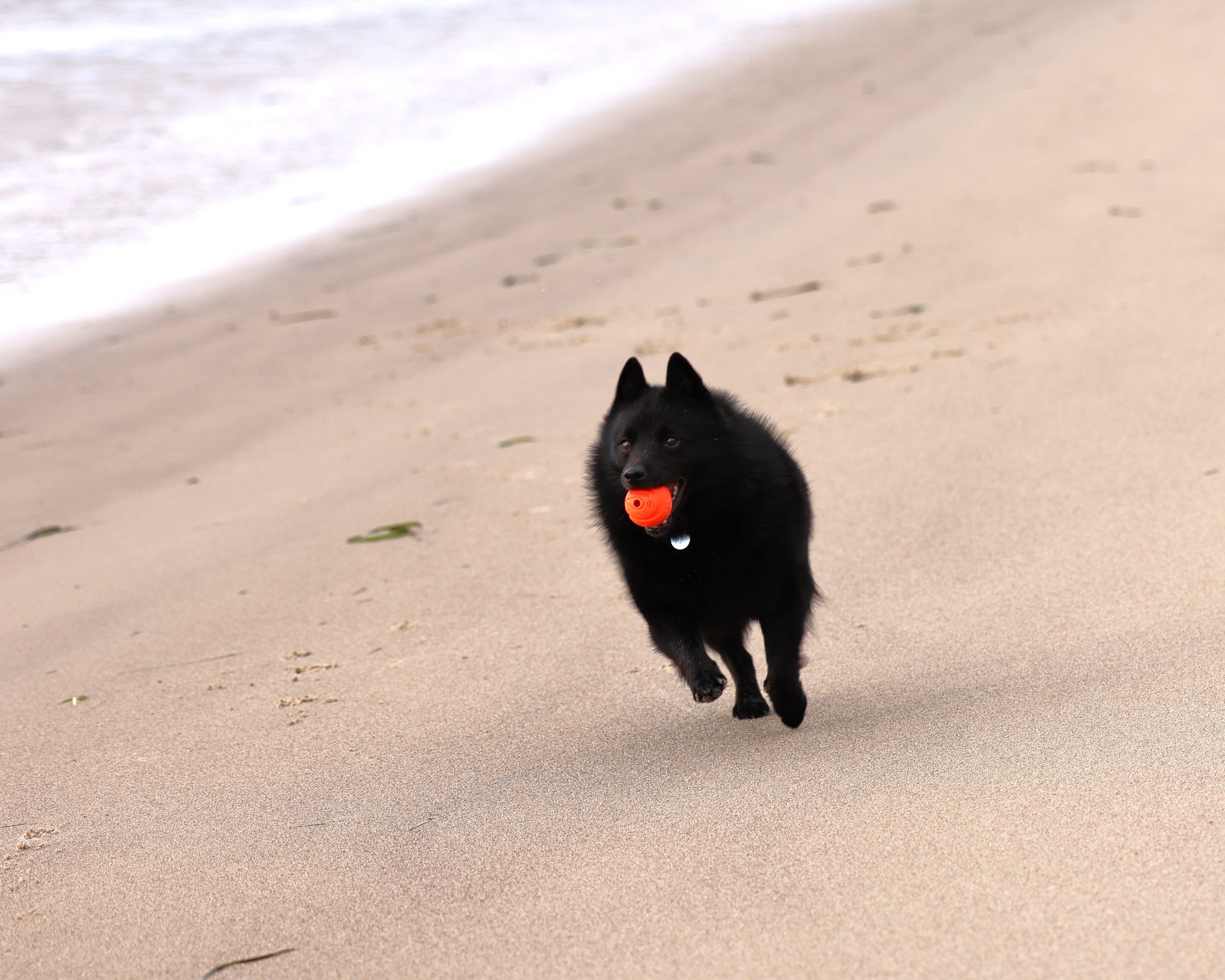 O Schipperke é uma das raças de cachorro pequeno de raciocínio afiado 