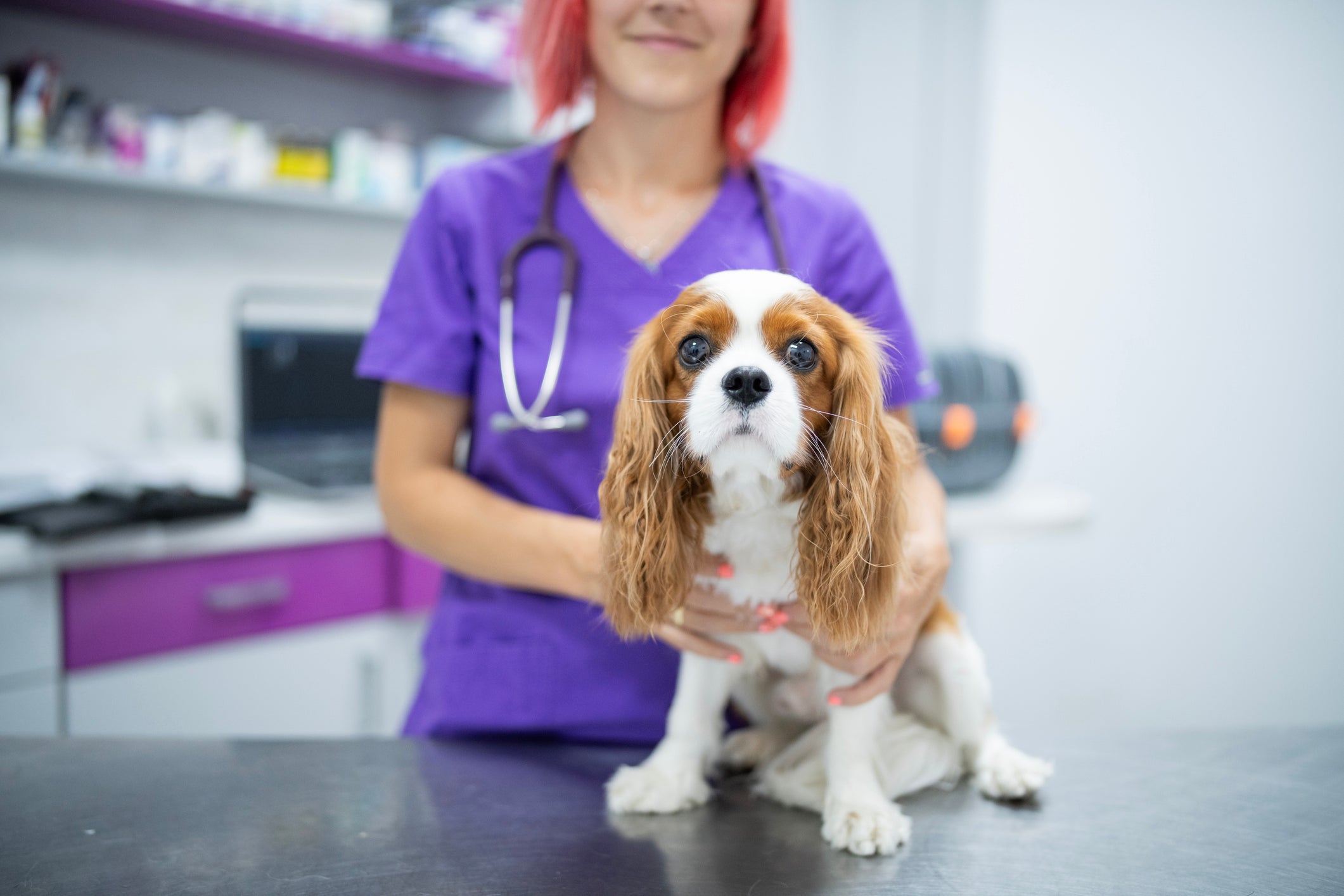 O Cavalier King Charles Spaniel é uma das raças que mais adoecem 