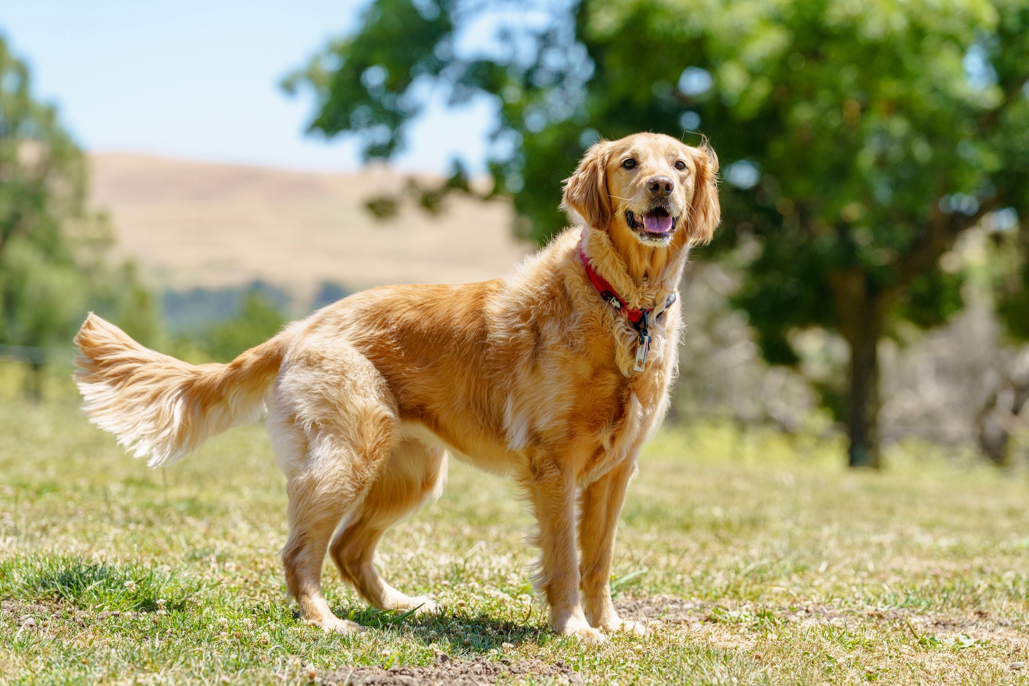 O Golden Retriever é uma das raças de cachorro mais amadas
