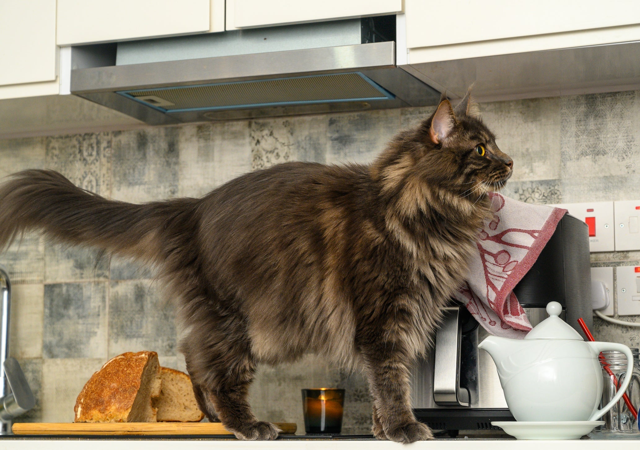 O Maine Coon é um gato curioso e cheio de energia