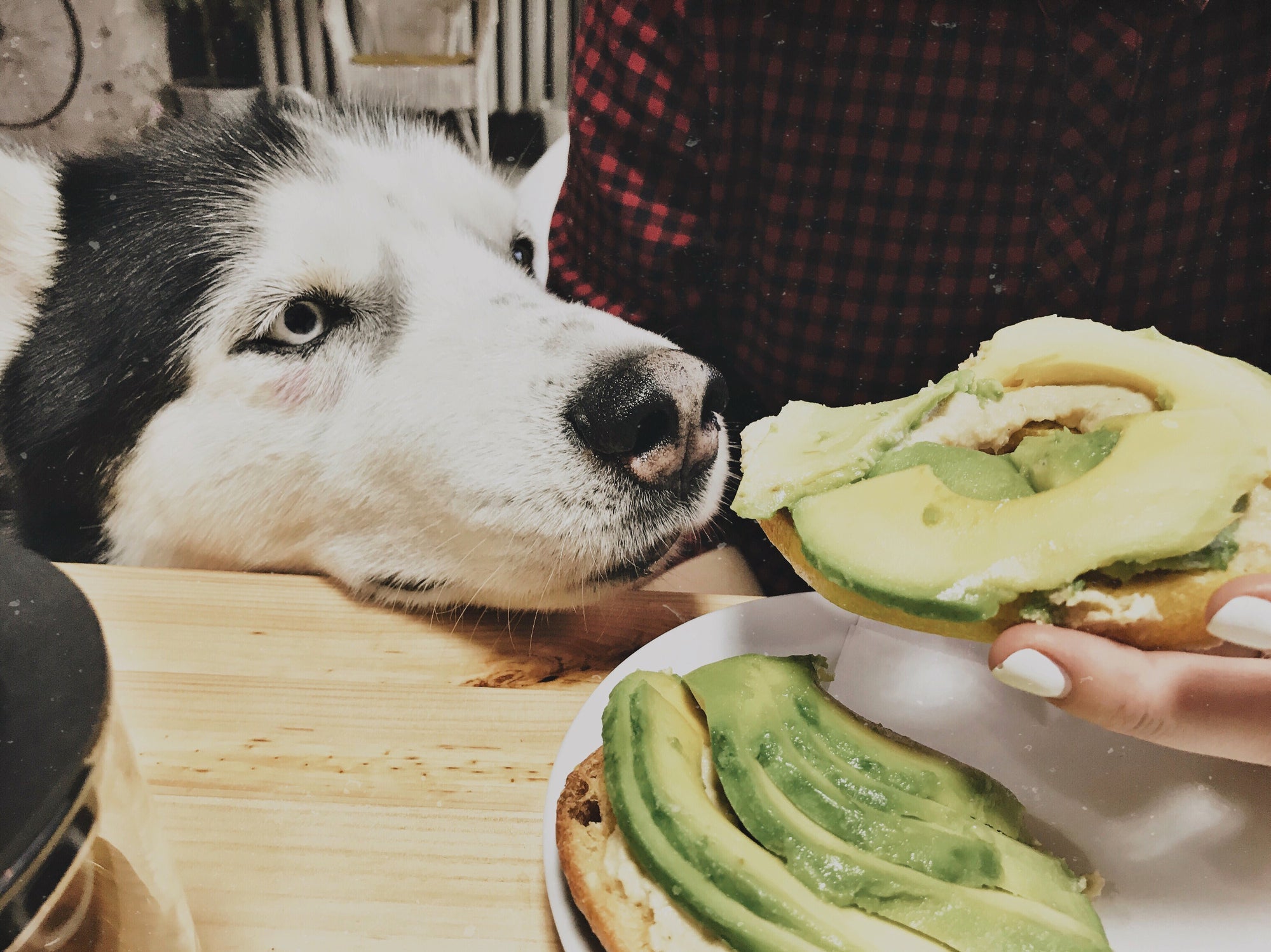 O abacate é um dos alimentos proibidos para cachorro que é cheio de riscos para o animal