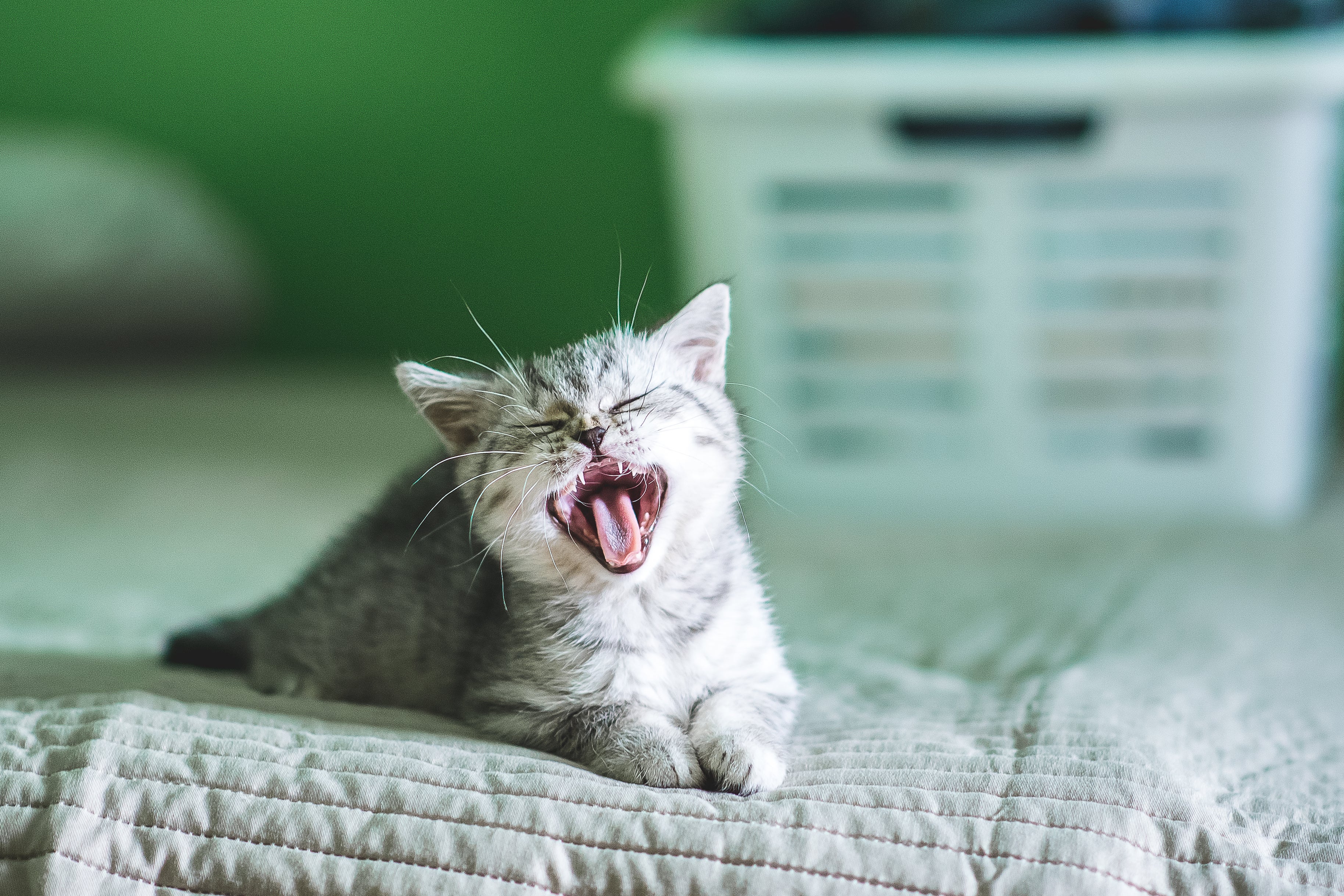 O gato miando muito durante a noite é um comportamento instintivo da espécie