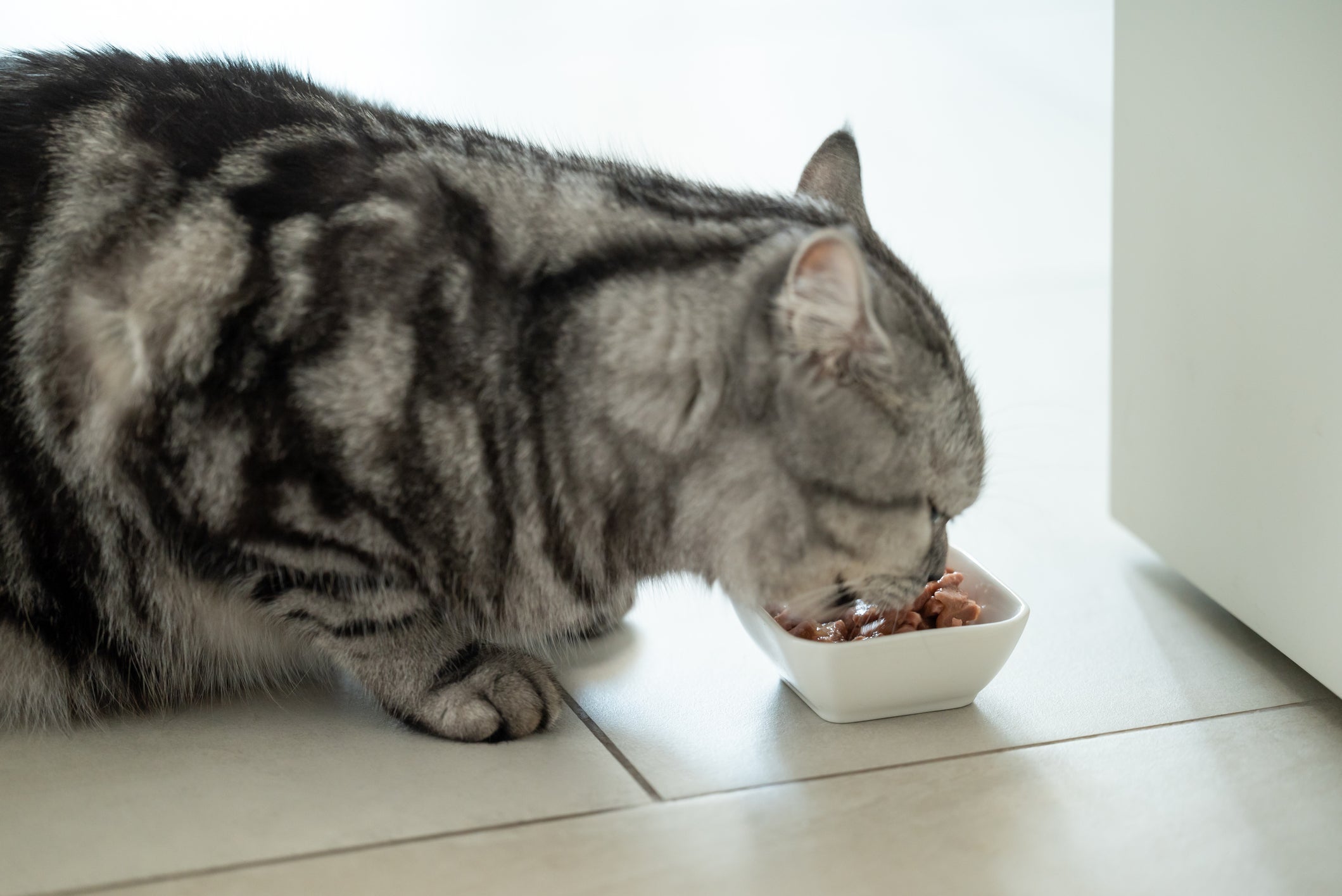 Acrescentar um pouco de água no sachê para gatos é super recomendado por especialistas