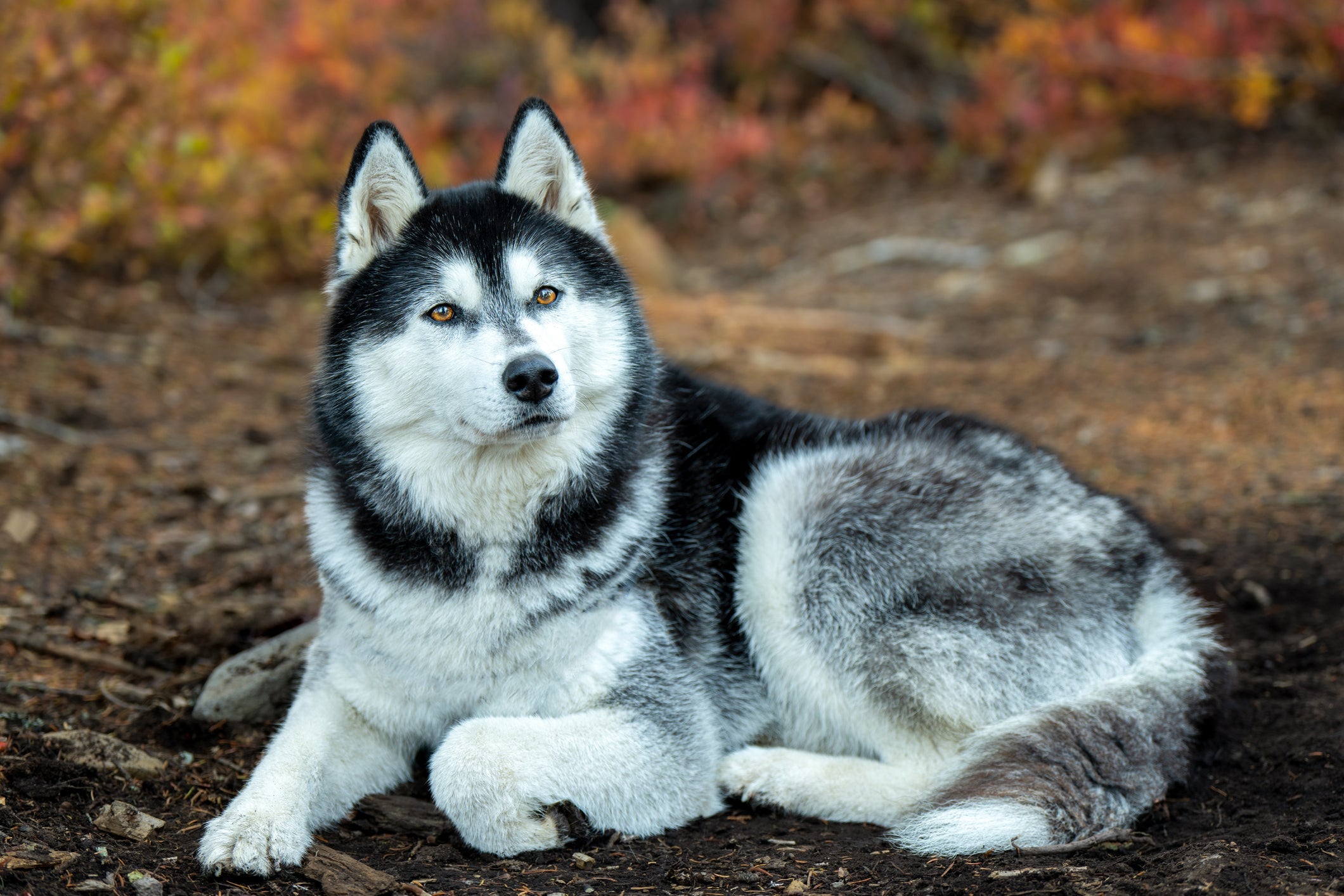 Os pelos e os olhos do Husky Siberiano lembram o de um lobo cinzento