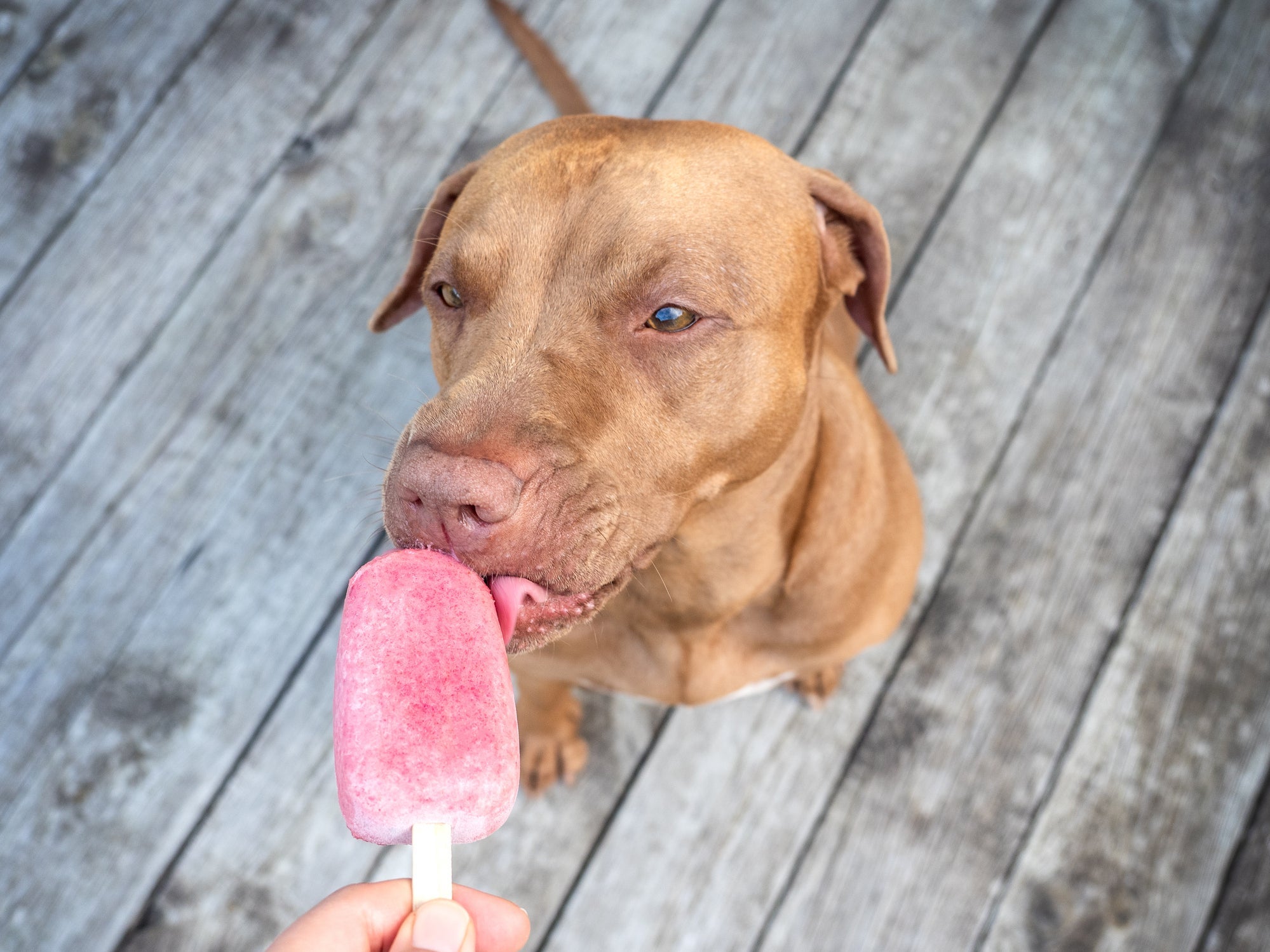 Os picolés de frutas são uma ótima maneira de refrescar o gato e cachorro com calor