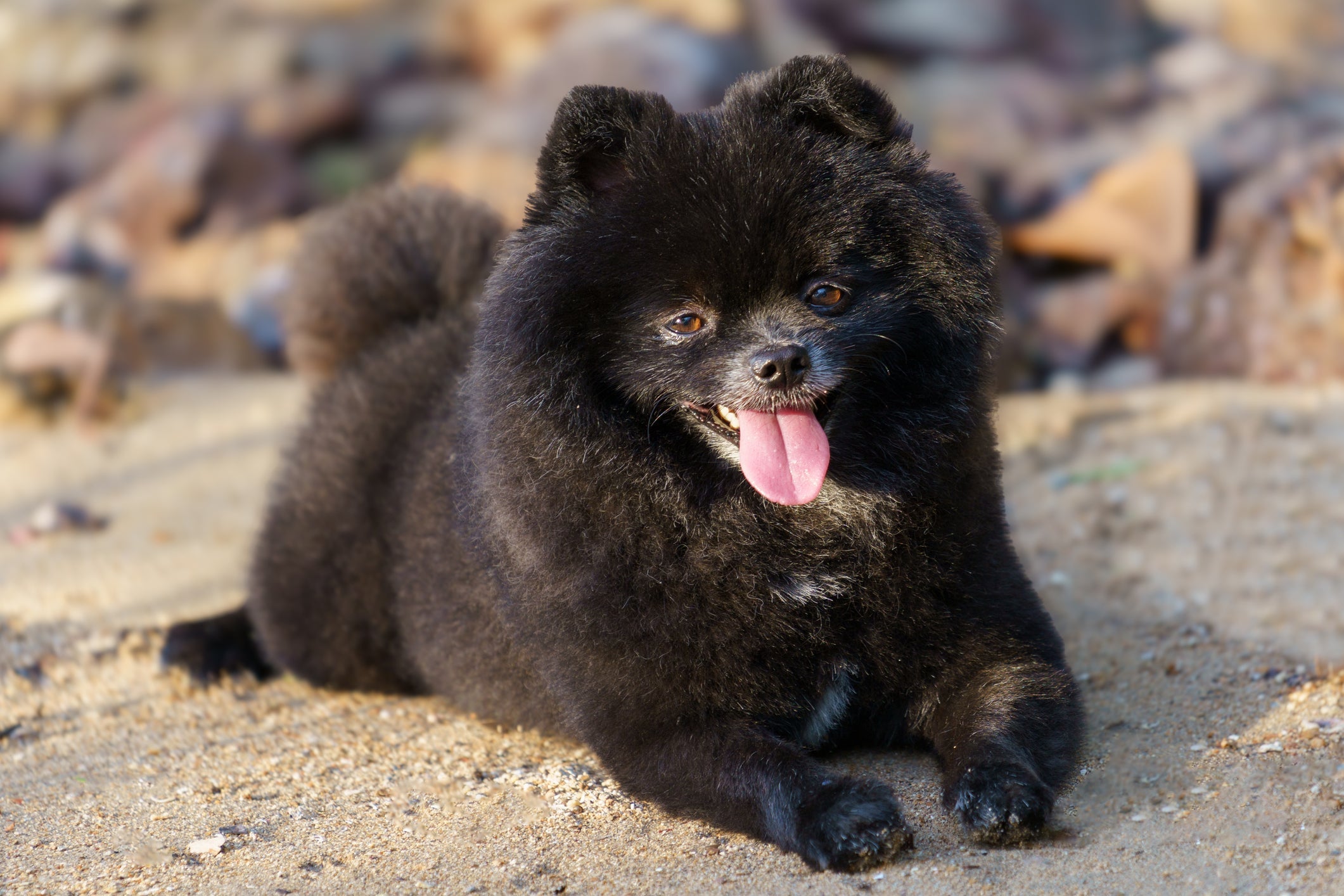 O Spitz Alemão preto possui variações de tamanho