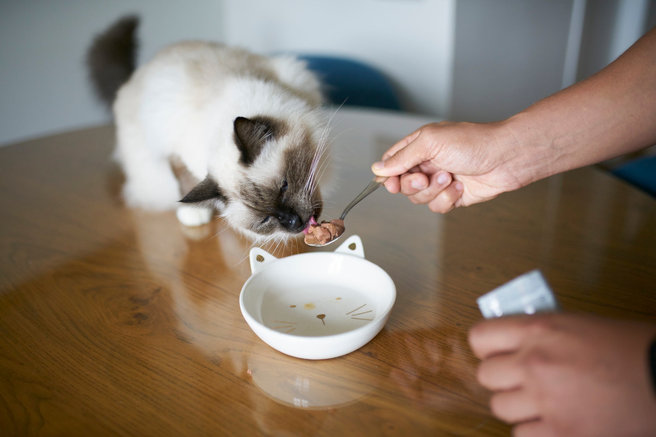 Por ser rico em água, o sachê ajuda a refrescar o gato com calor