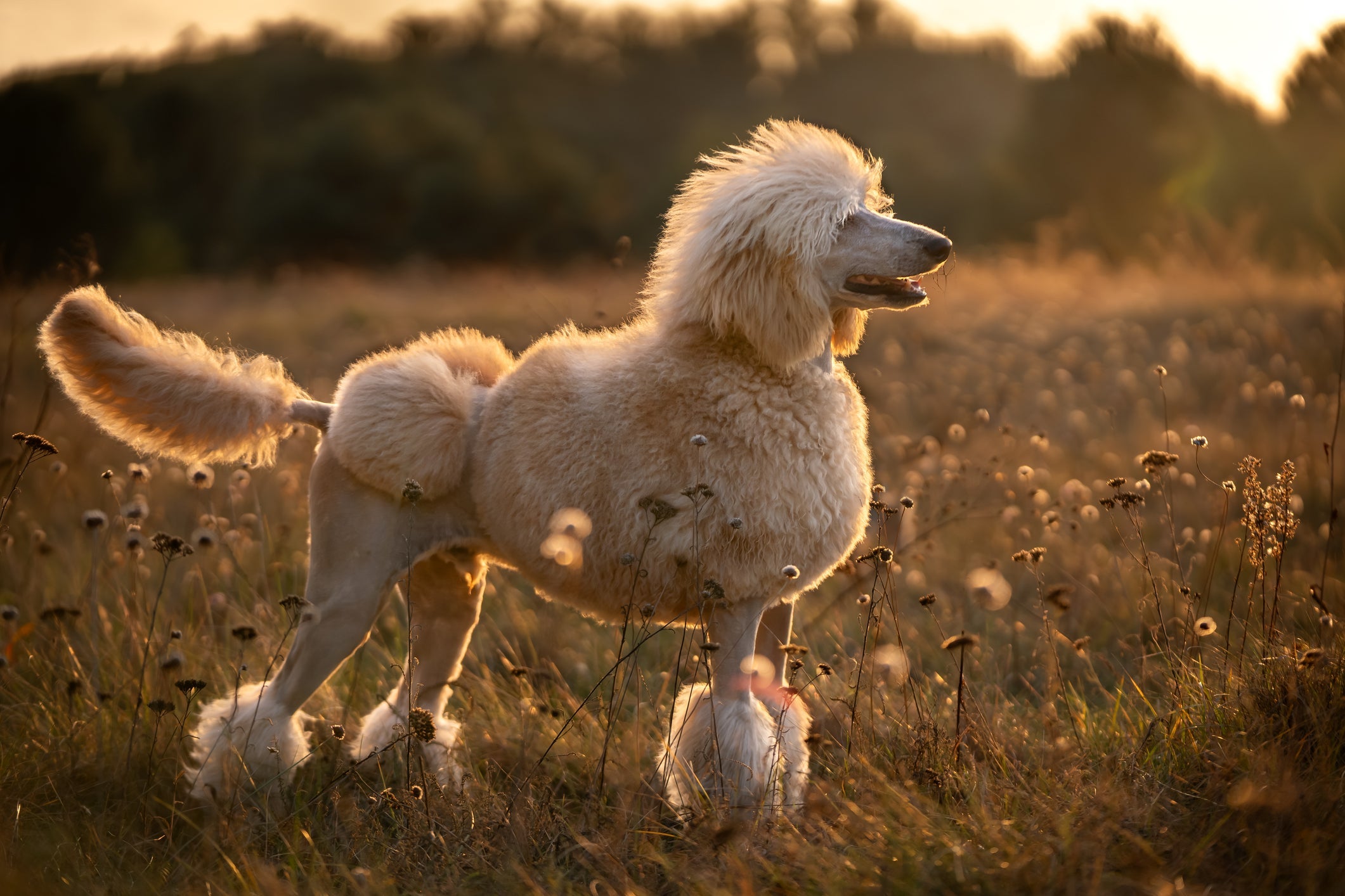O Poodle é um dos cachorros mais inteligentes 