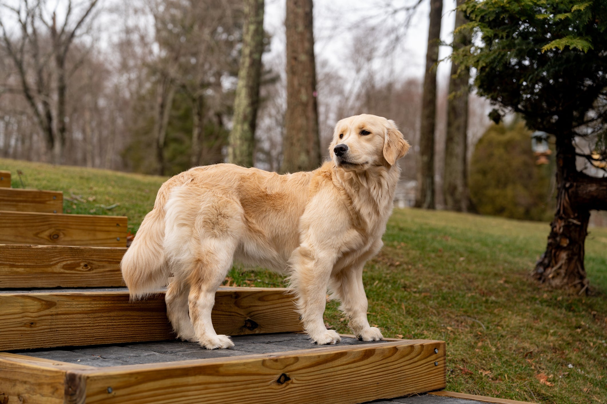 O Golden Retriever é uma das raças de cachorro mais amadas