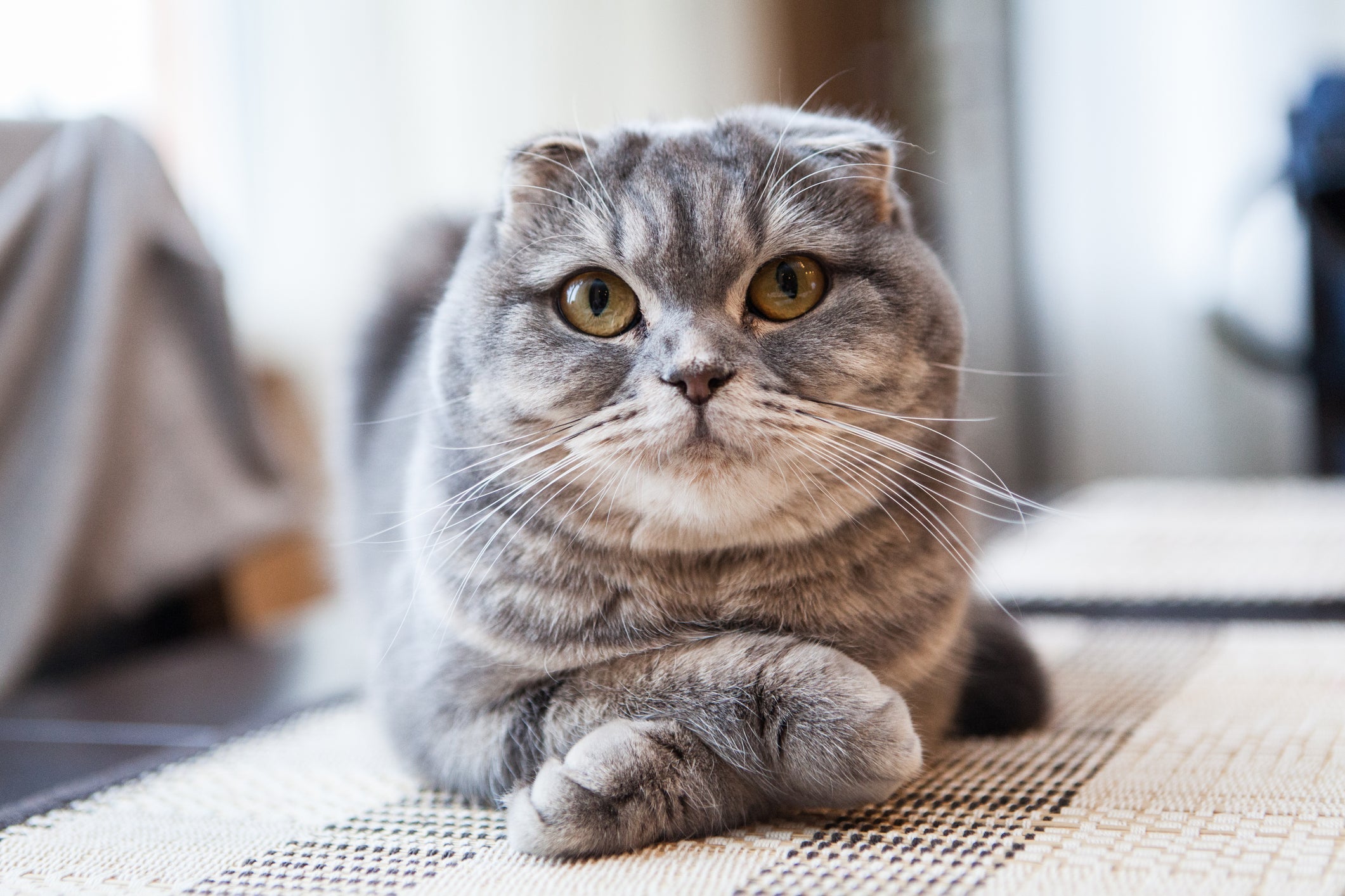 O Scottish Fold é uma das raças de gato mais fofas