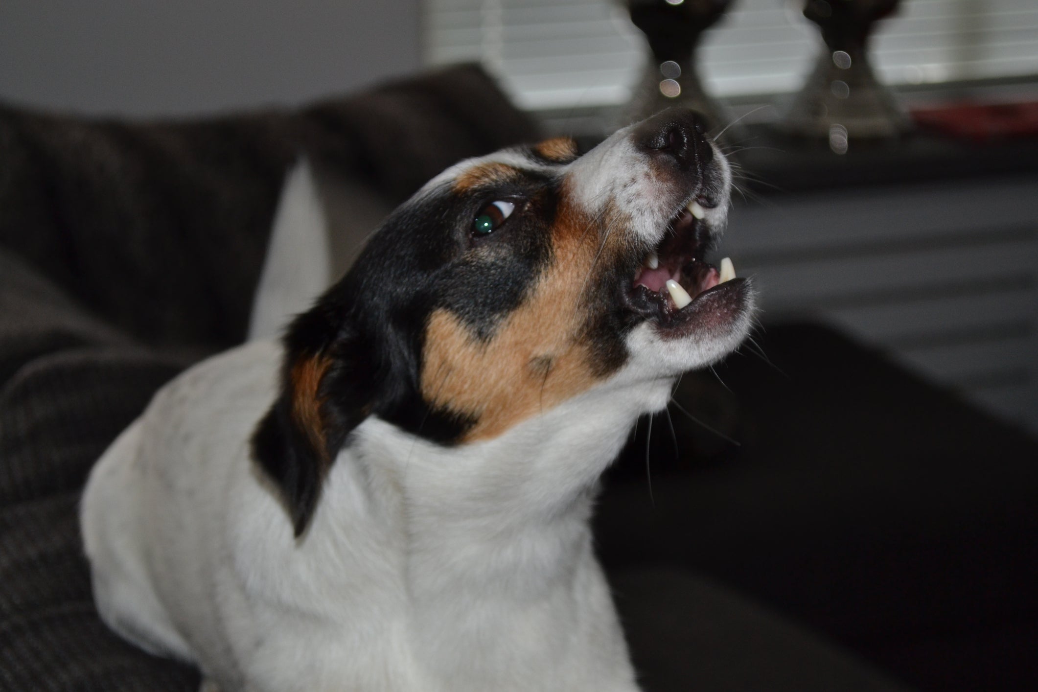 O Jack Russel Terrier é uma das raças de cachorro mais agitadas