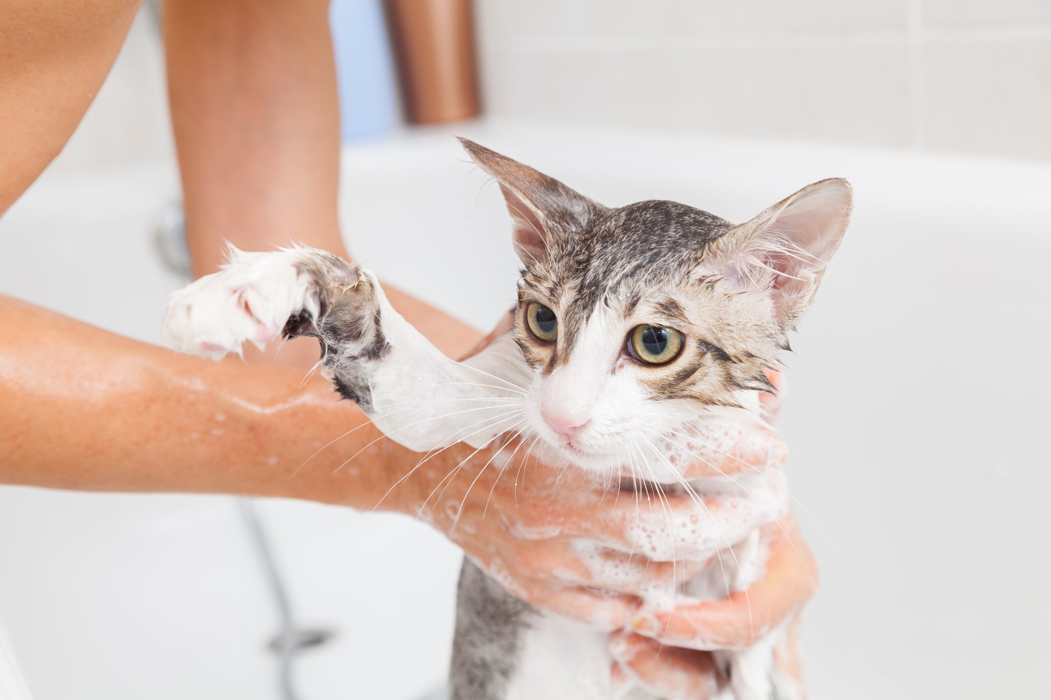 O banho em gato só é recomendado em alguns casos, como para tratar casos de dermatite alérgica