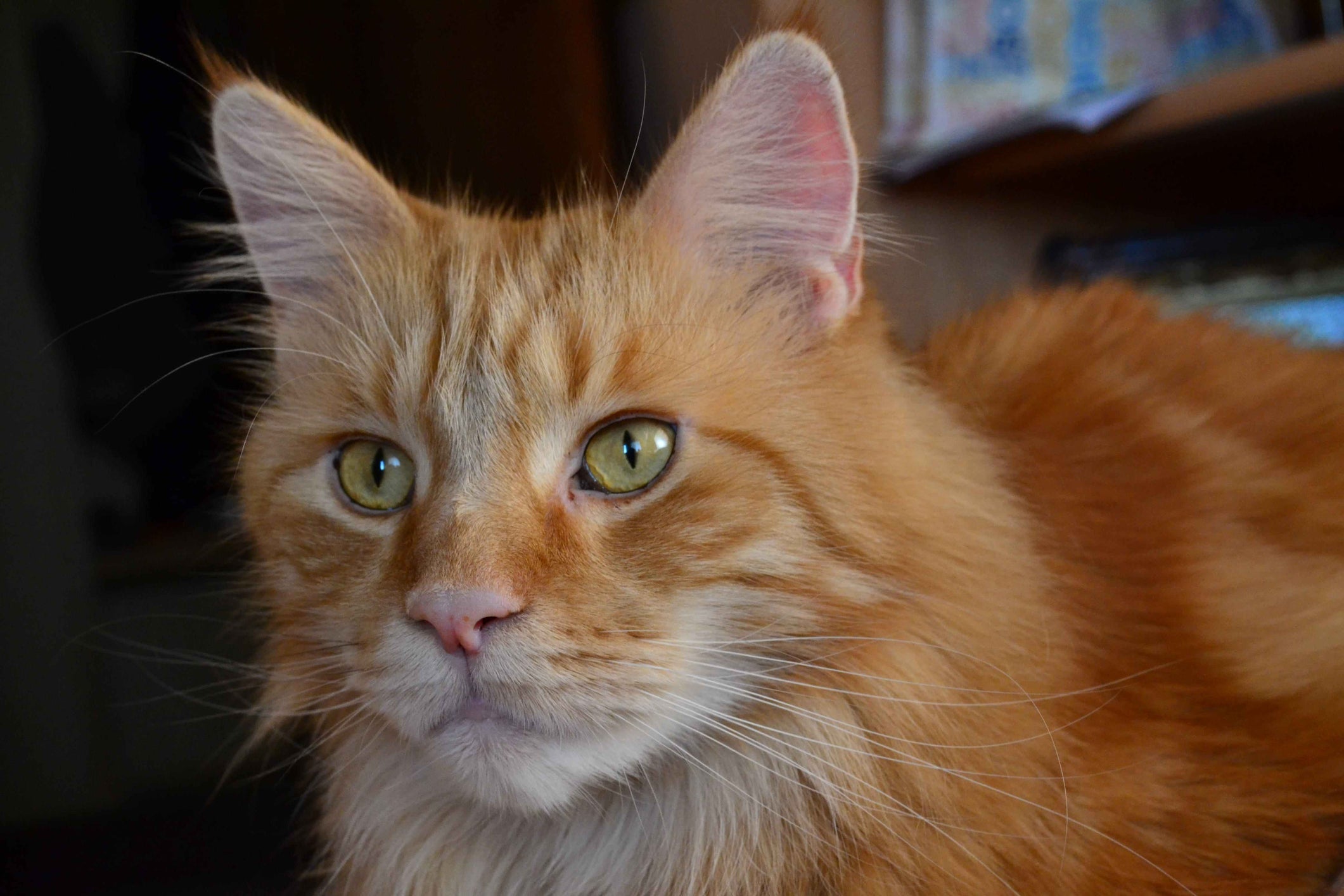 O bigode de gato tem relação com equilíbrio, noção espacial e até comunicação