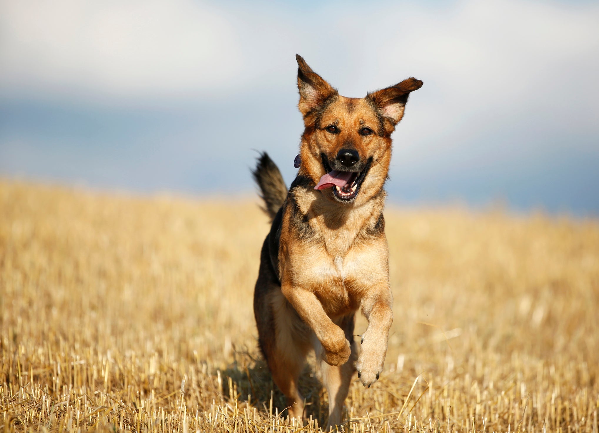 O Pastor Alemão é uma das raças de cachorro mais divertidas