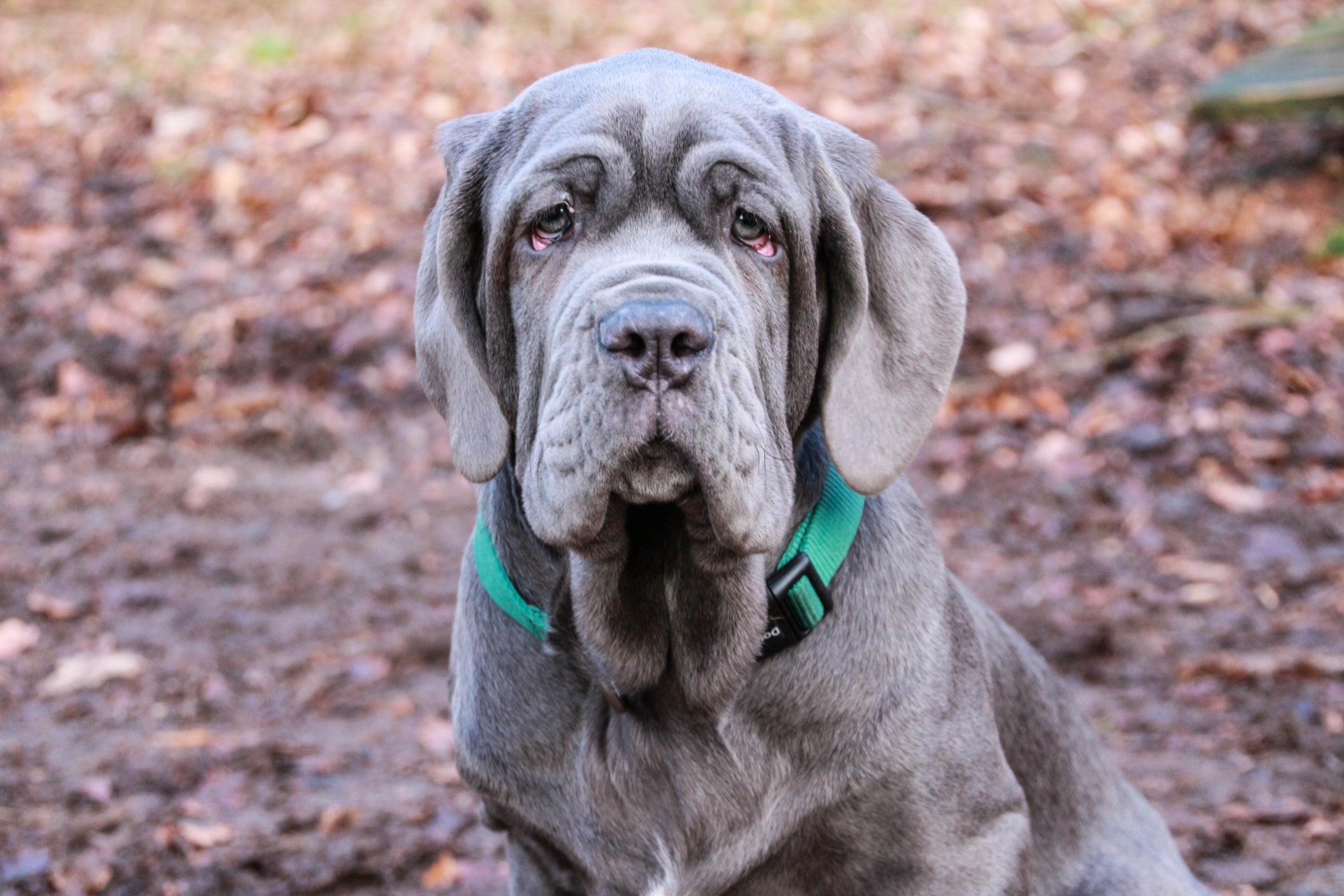 O Mastim Napolitano é um cachorro gigante que pode desenvolver displasia coxofemoral por conta do seu peso