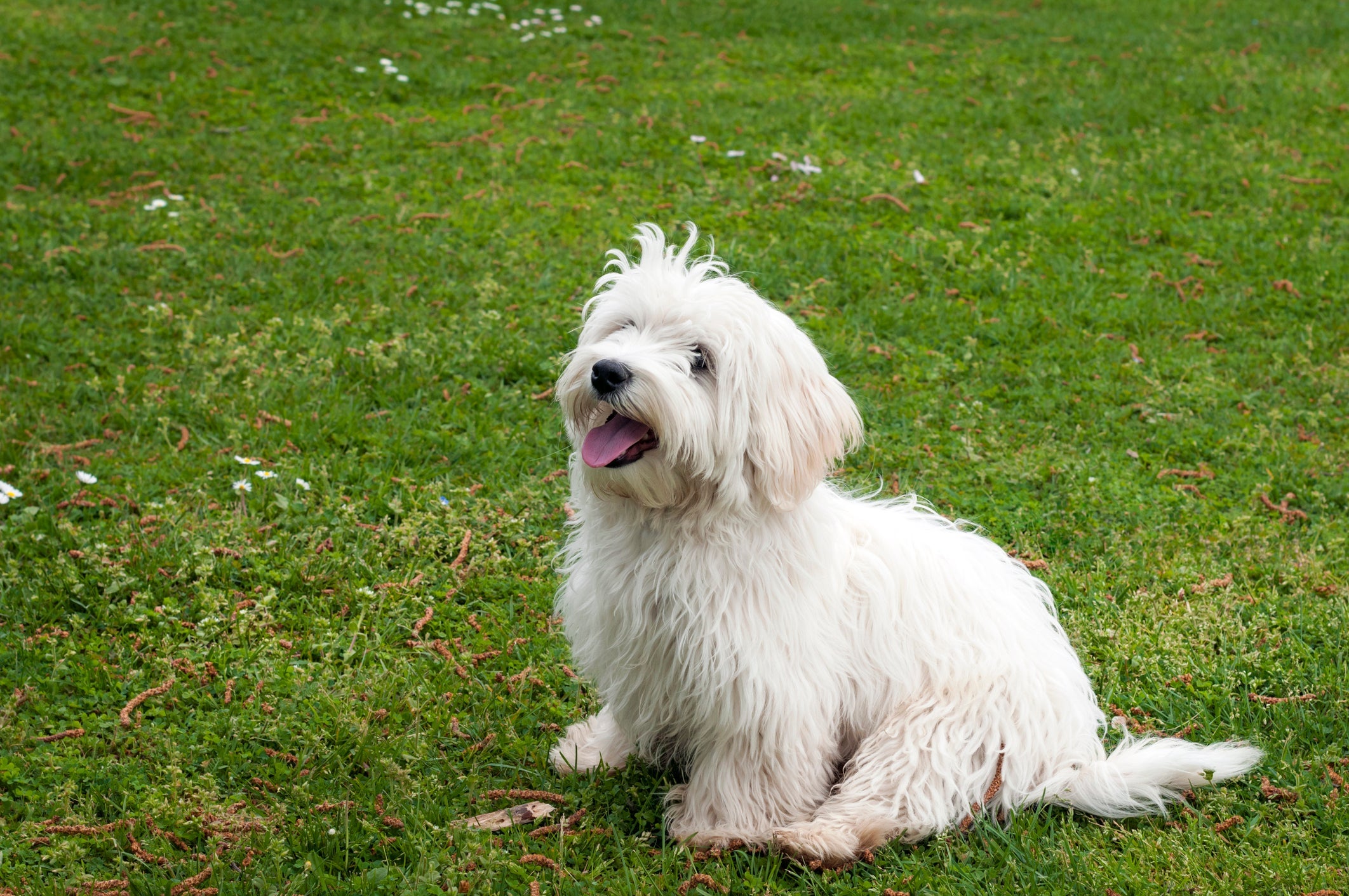 O Maltês é uma das raças de cachorro mais simpáticas