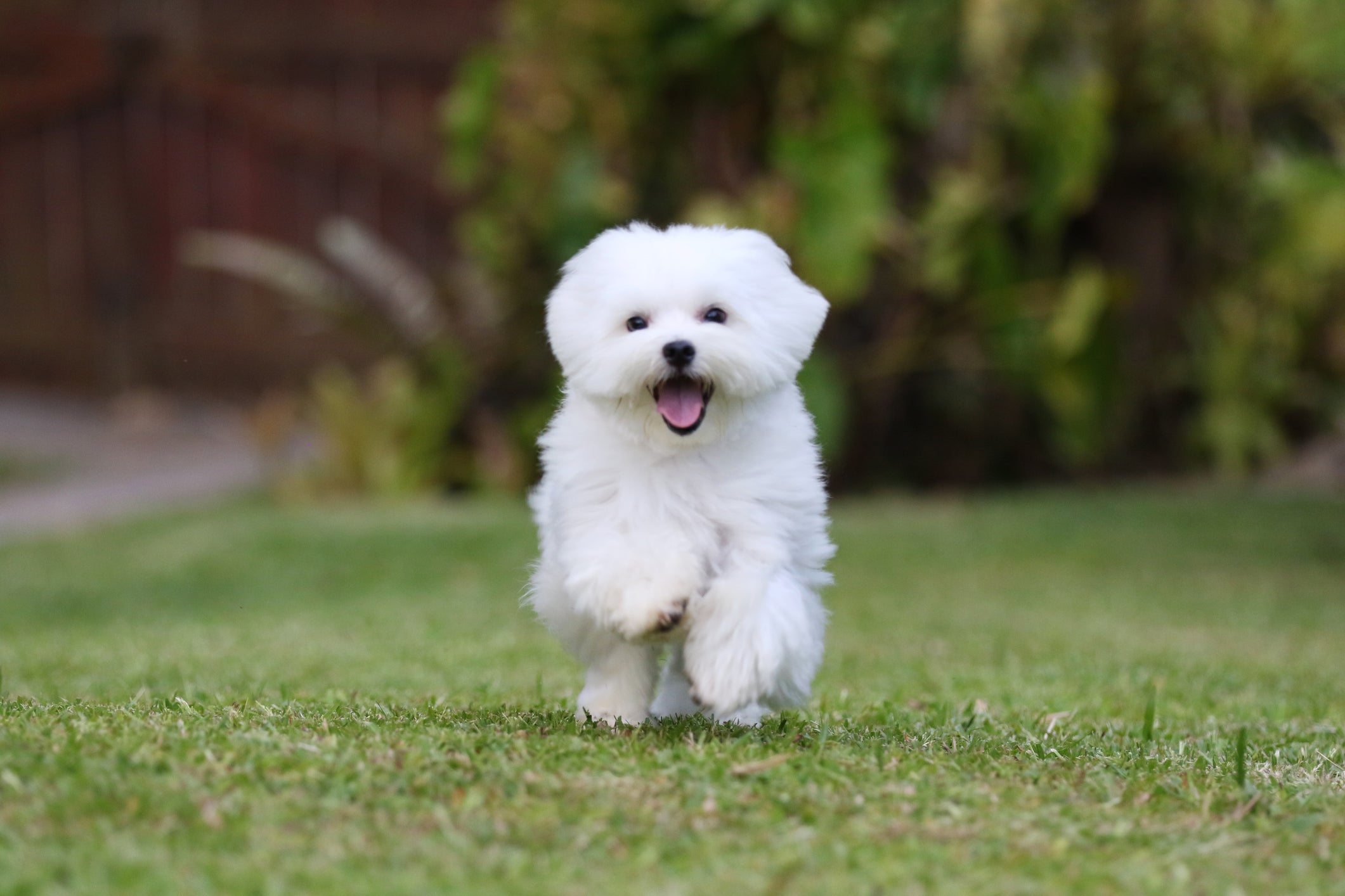 Cachorro da raça Maltês solta pelo? Resposta é não tanto quanto outras raças!