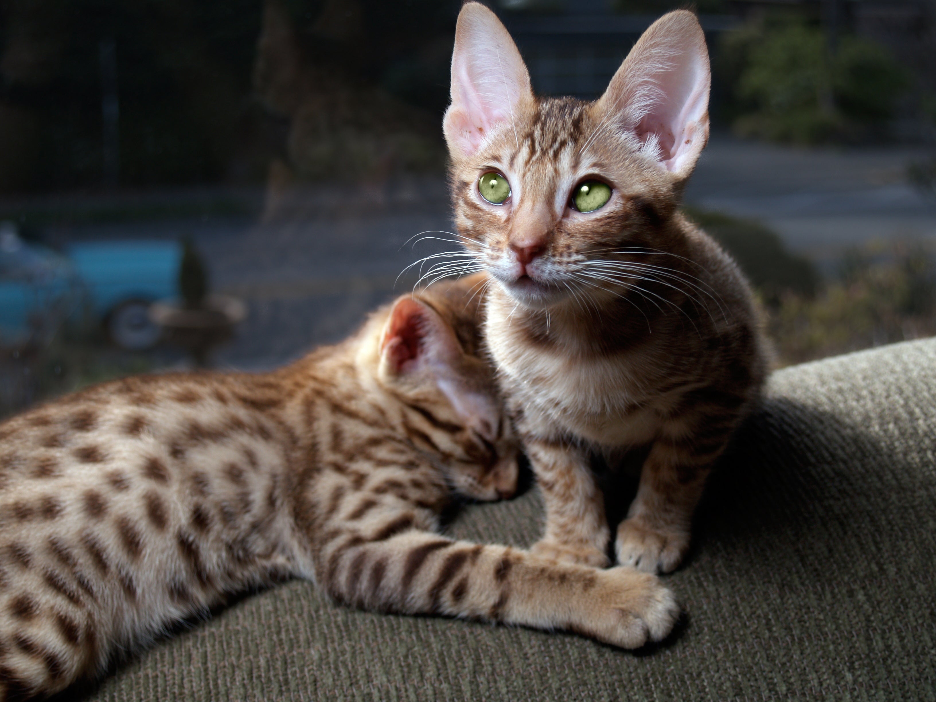 O Ocicat é um gato doméstico que parece uma Jaguatirica