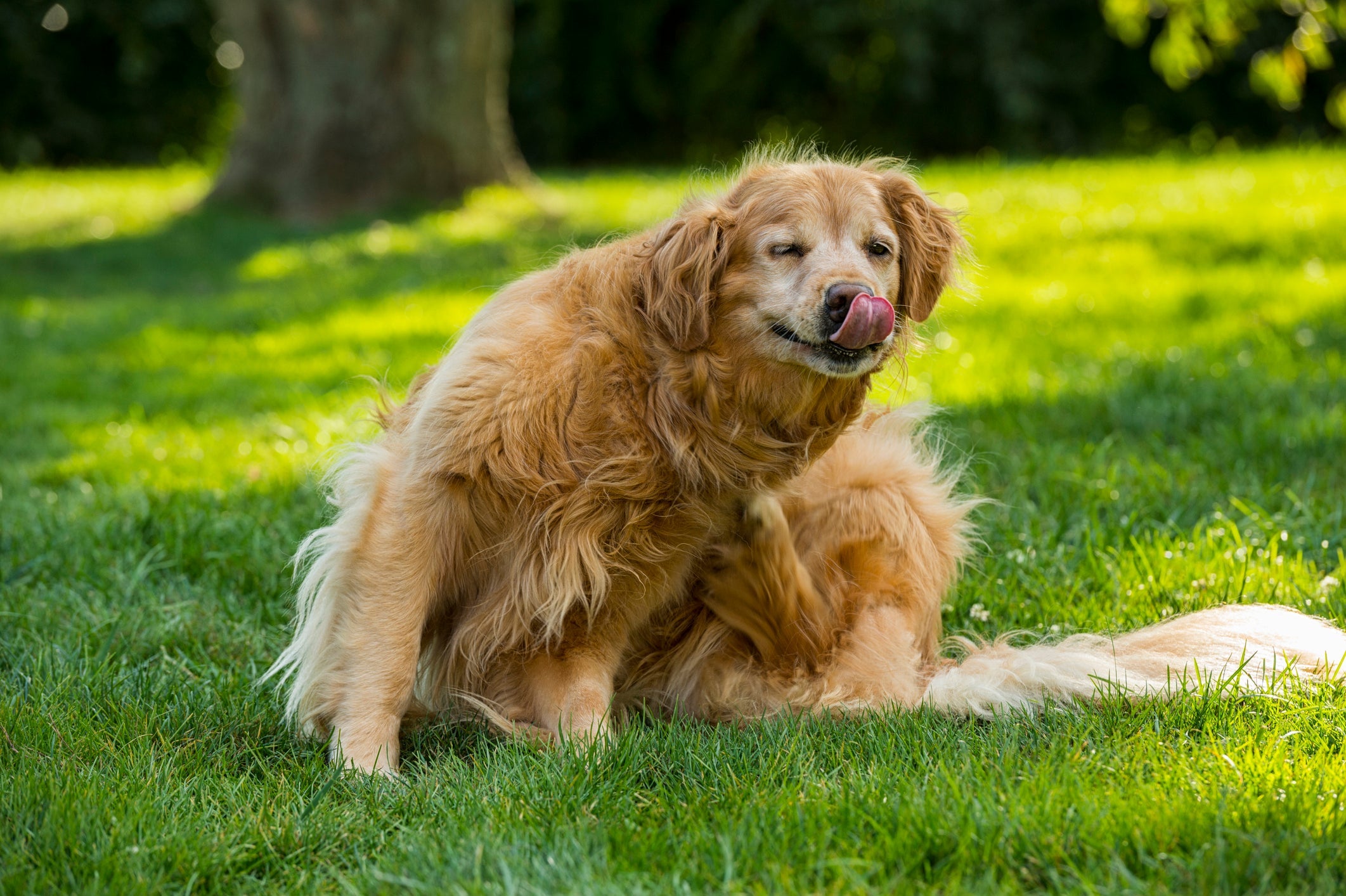 Os carrapato e pulgas em cachorro podem causar doenças graves