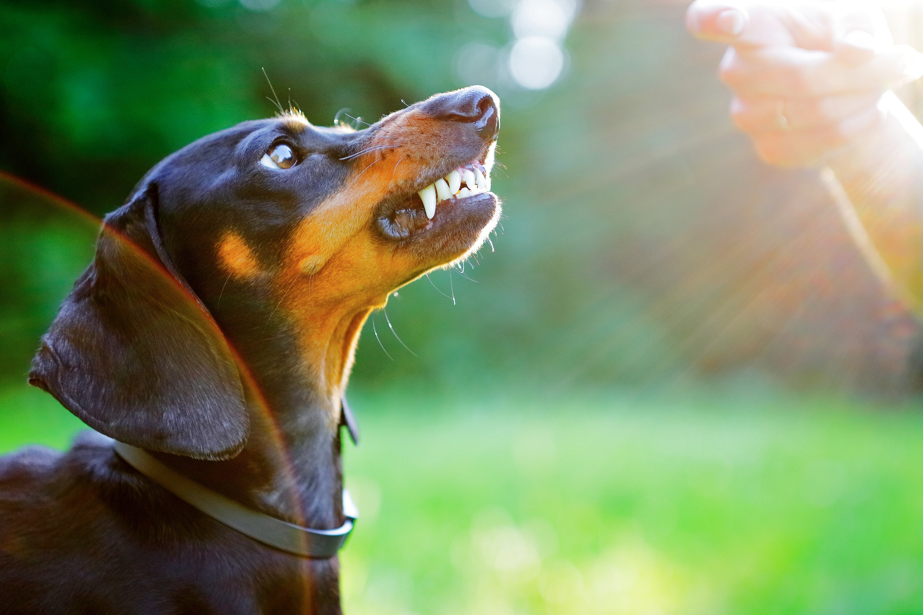 O Dachshund é uma das raças de cachorro que não curte muito a criançada
