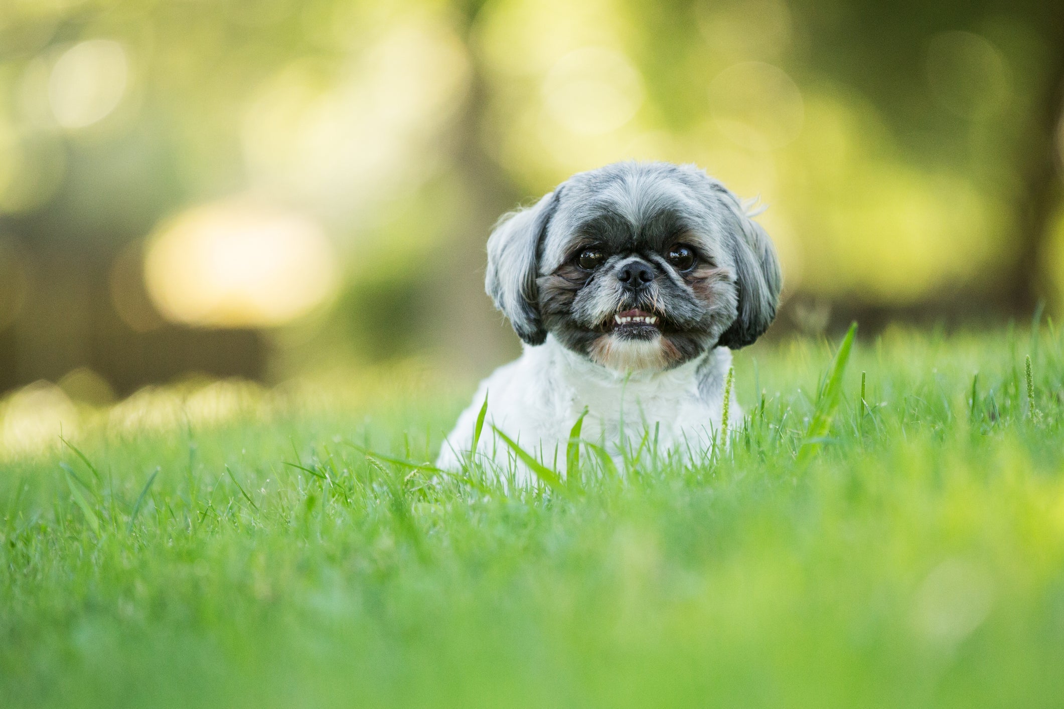 O Shih Tzu é uma das raças de cachorro mais populares no Brasil