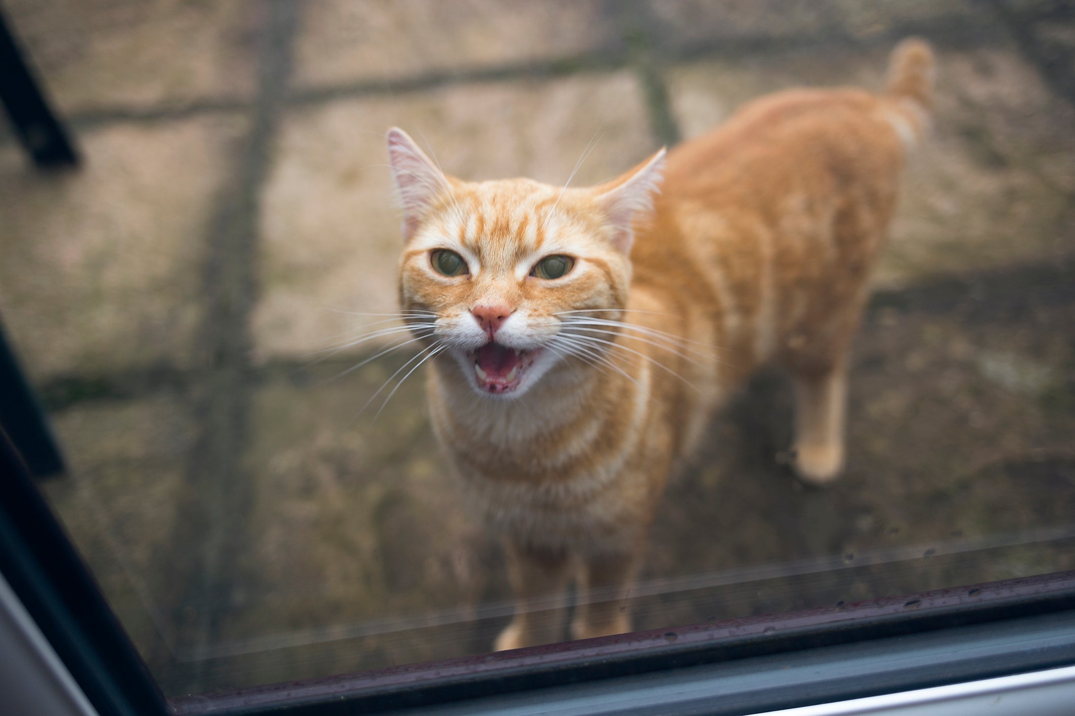 O miado curto e contínuo pode indicar um gato com calor