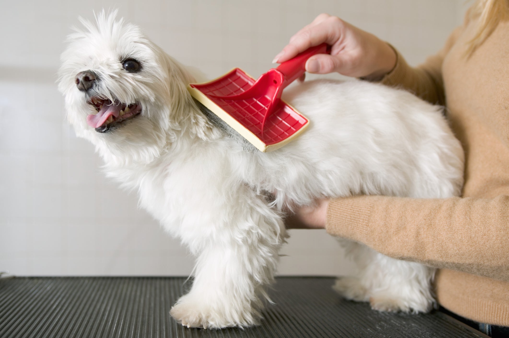Pentear o cachorro evita os pelos embaraçados