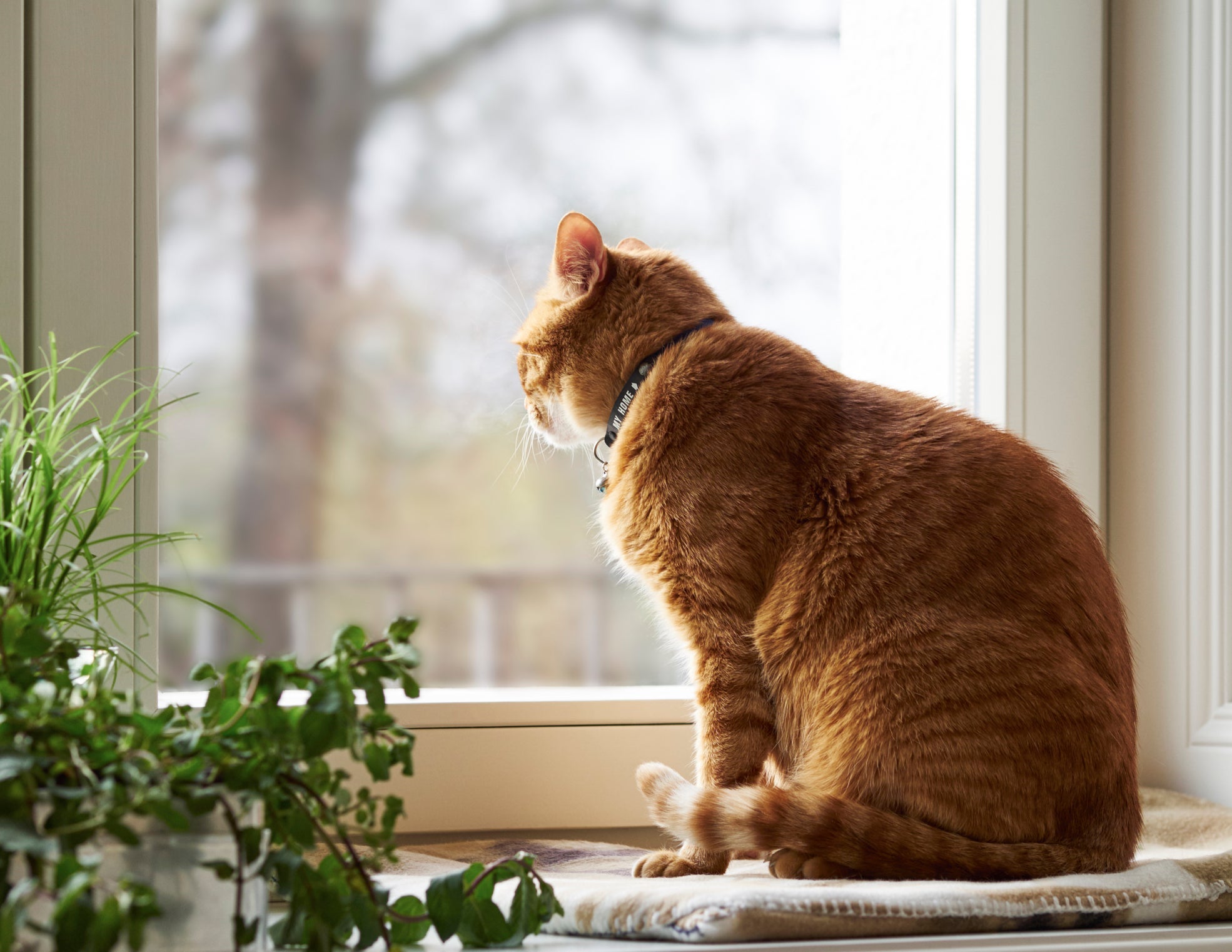 A criação indoor é a melhor forma de prevenir a esporotricose em gatos
