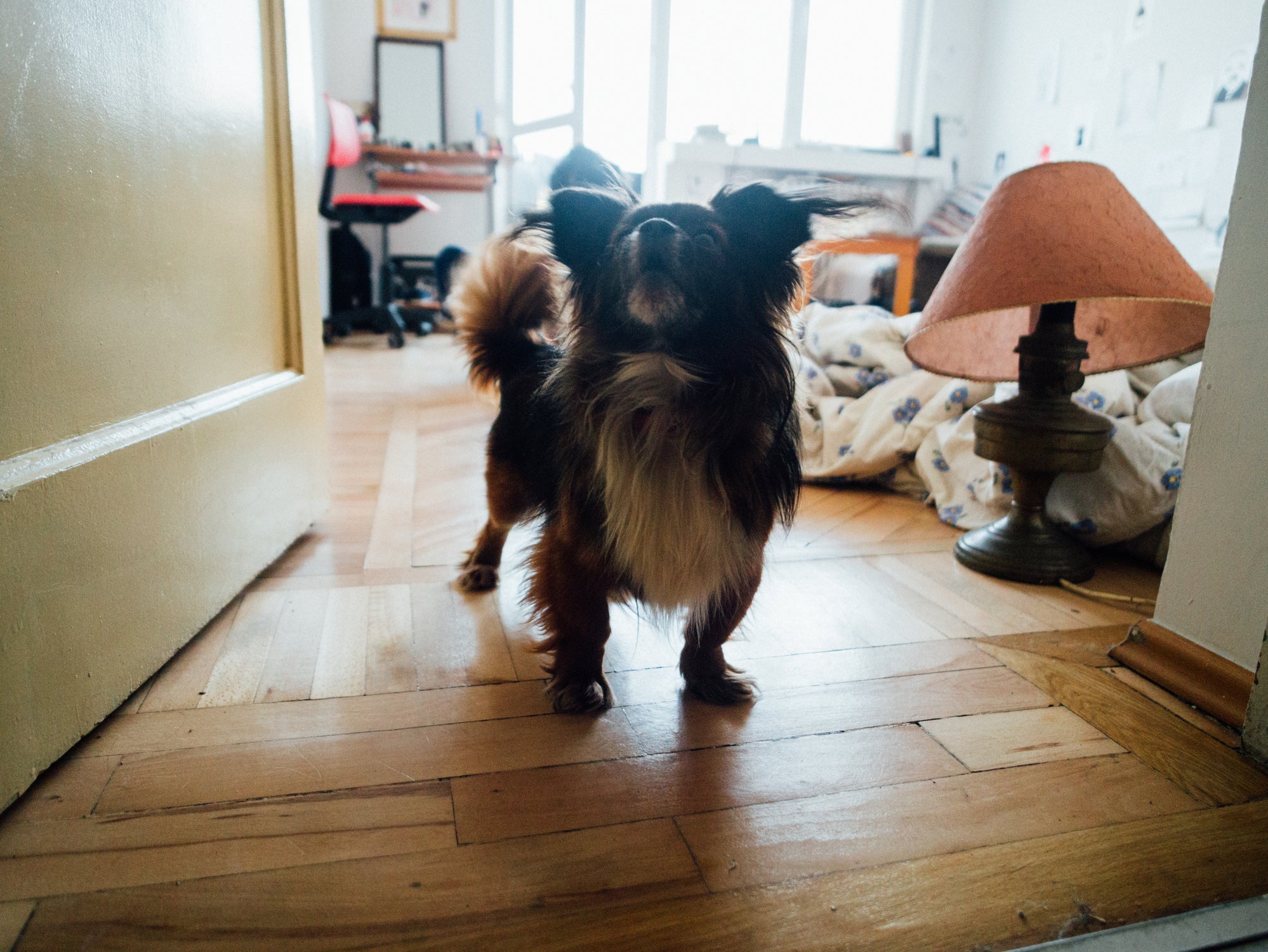 O Pequinês é uma das raças de cachorro que preza pela calmaria