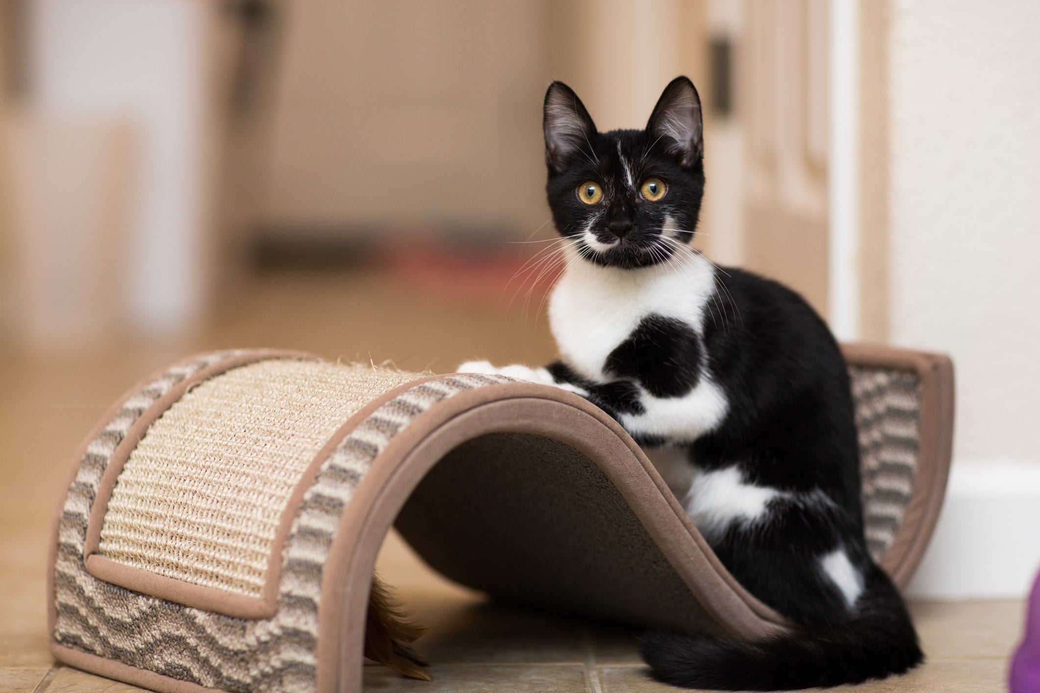 O arranhador permite que os gatos expressem um instinto natural