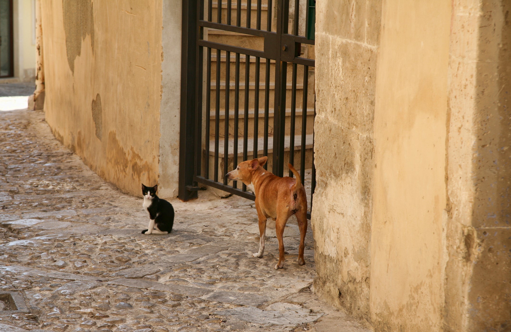 Cachorros e gatos percebem o campo magnético da Terra e se orientam por ele