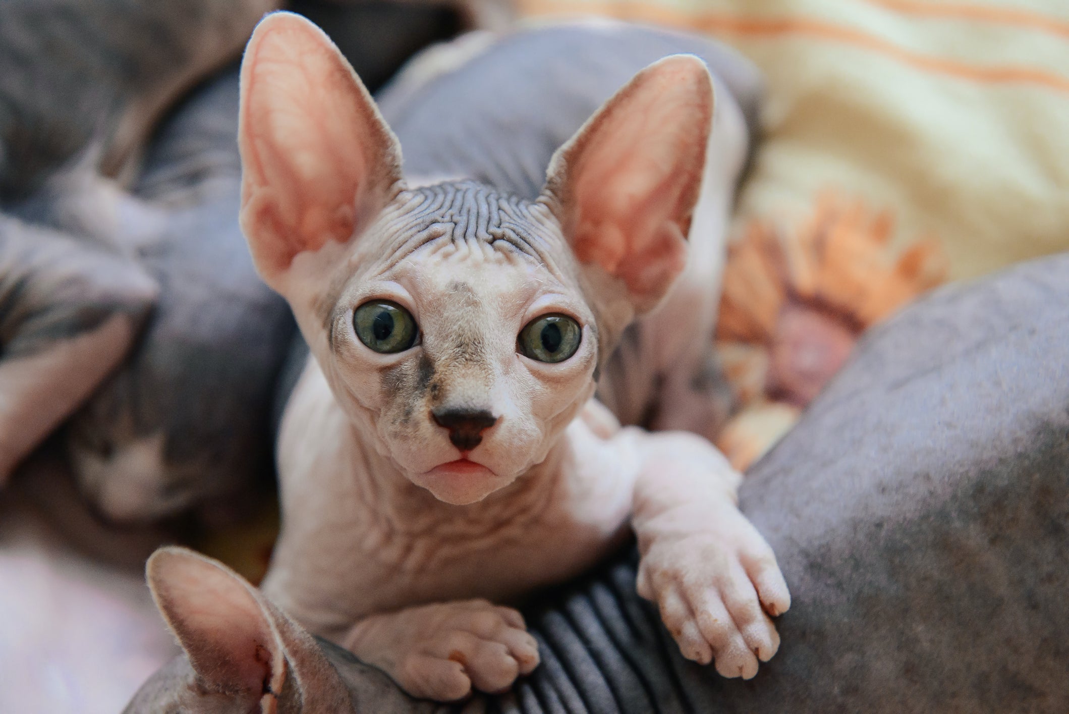 O Sphynx vive em média 6,7 anos