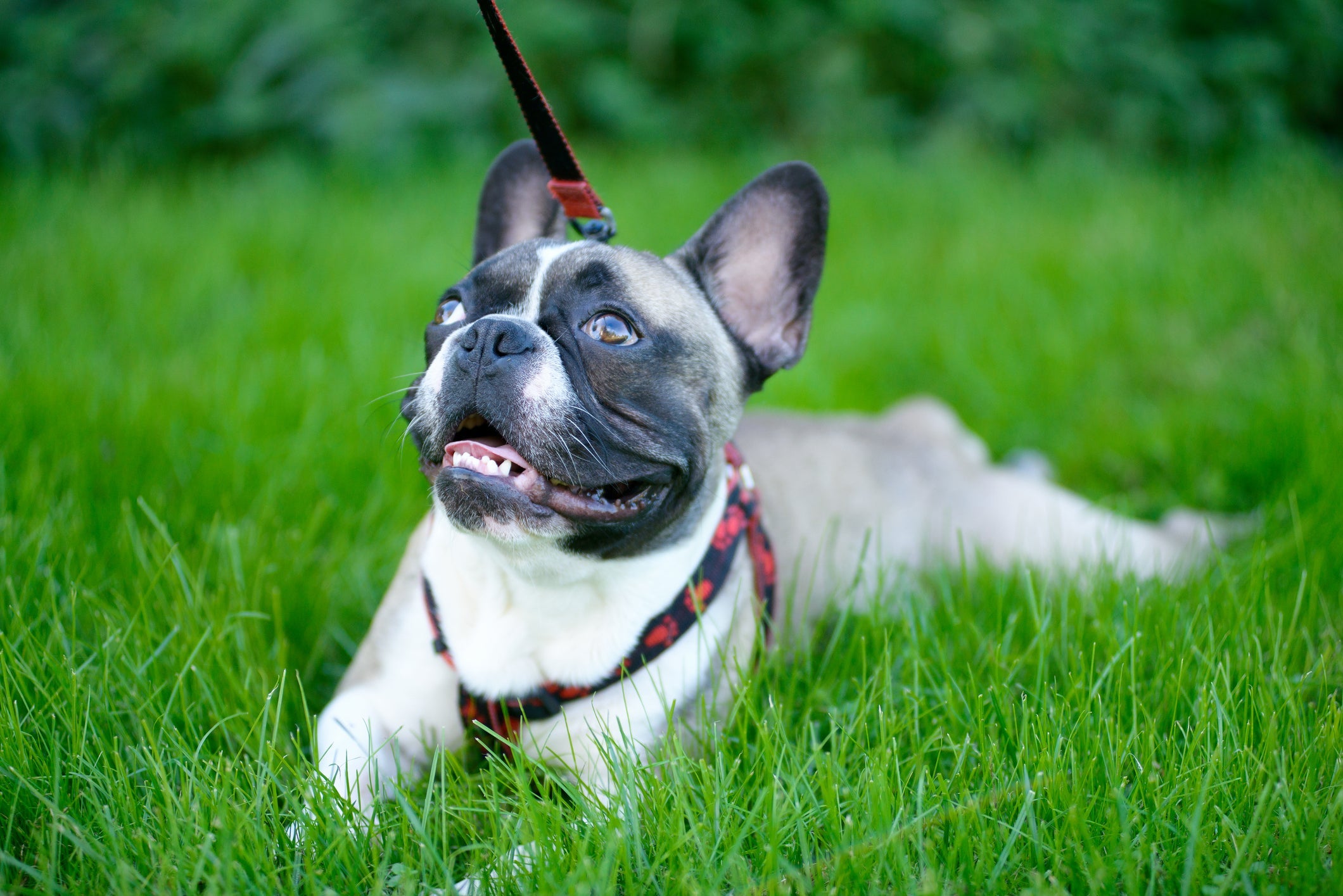 O Bulldog Francês é uma das raças de cachorro pequeno indicadas para quem tem filhos
