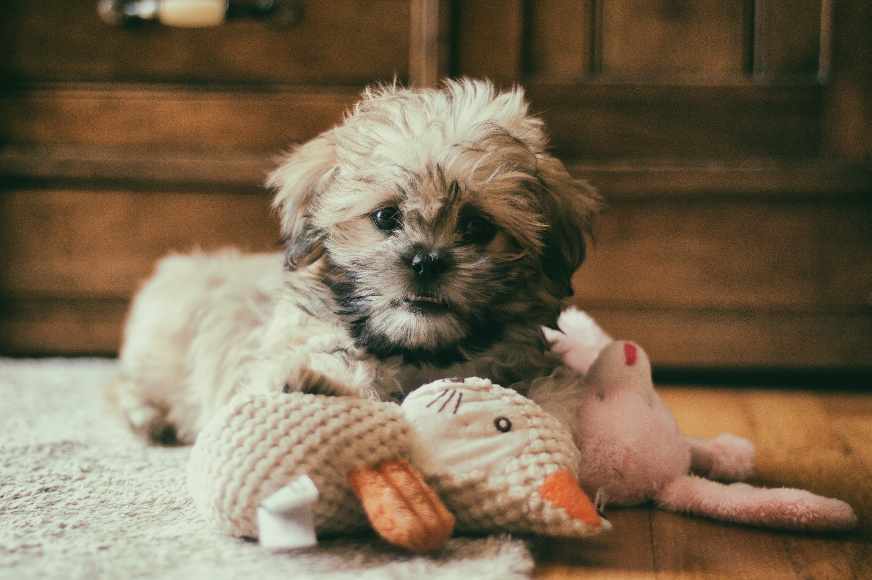 O Shih Tzu é uma ótima opção para quem procura um cão que combine afeto e autonomia
