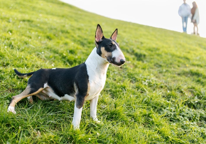 O Bull Terrier tem uma aparência exótica