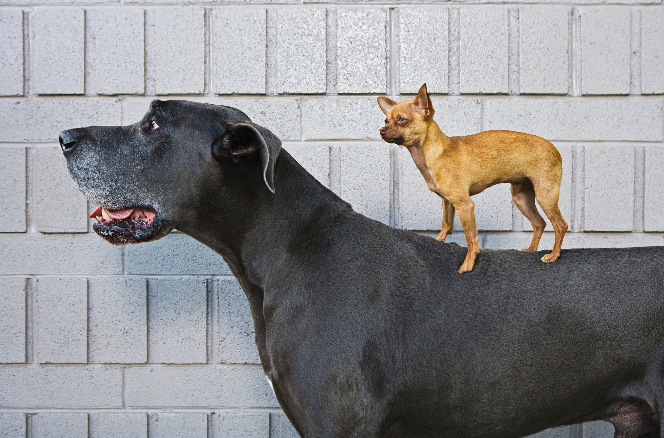 Cachorros grandes tendem a viver menos tempo que cães pequenos